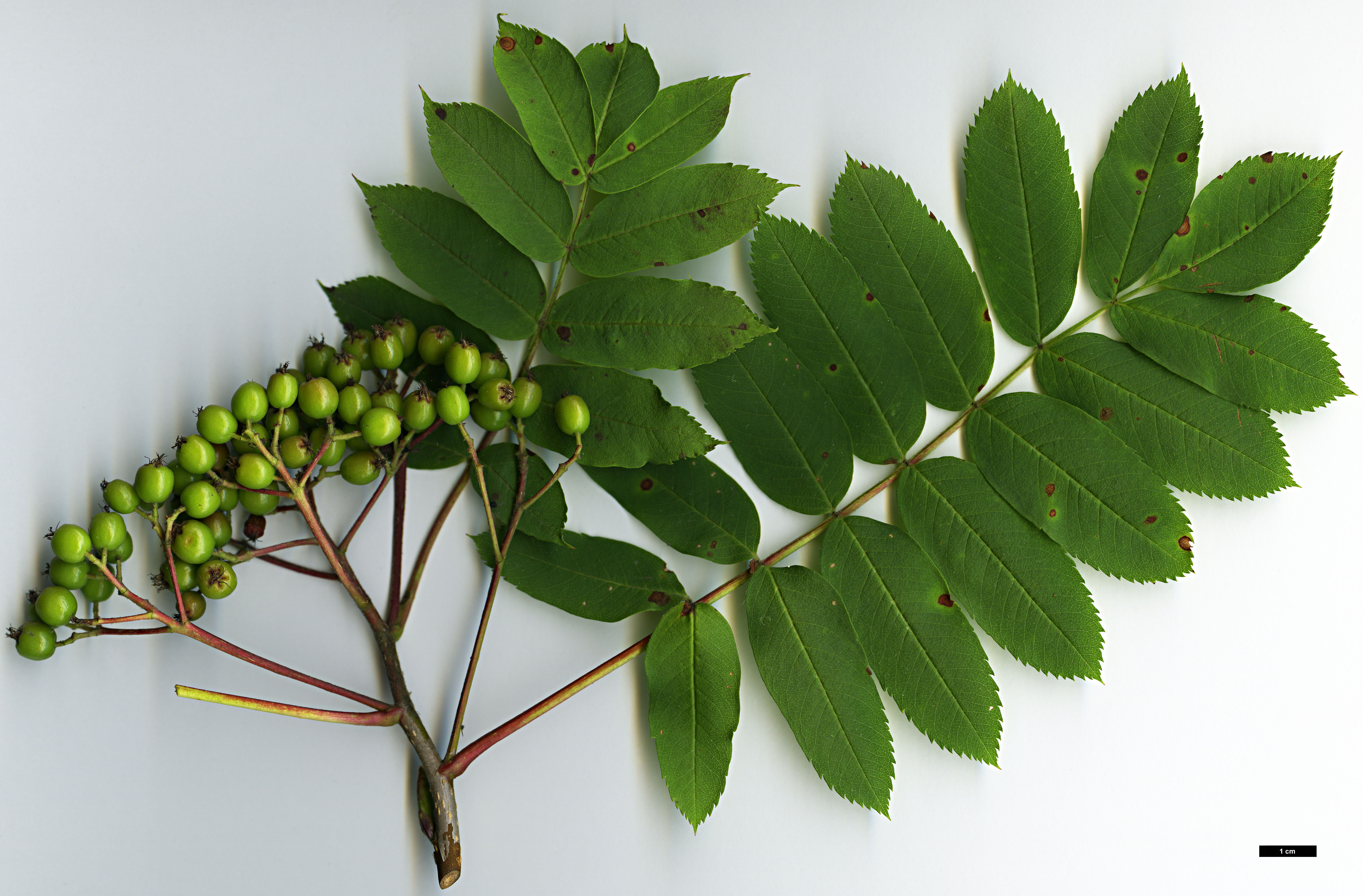 High resolution image: Family: Rosaceae - Genus: Sorbus - Taxon: decora