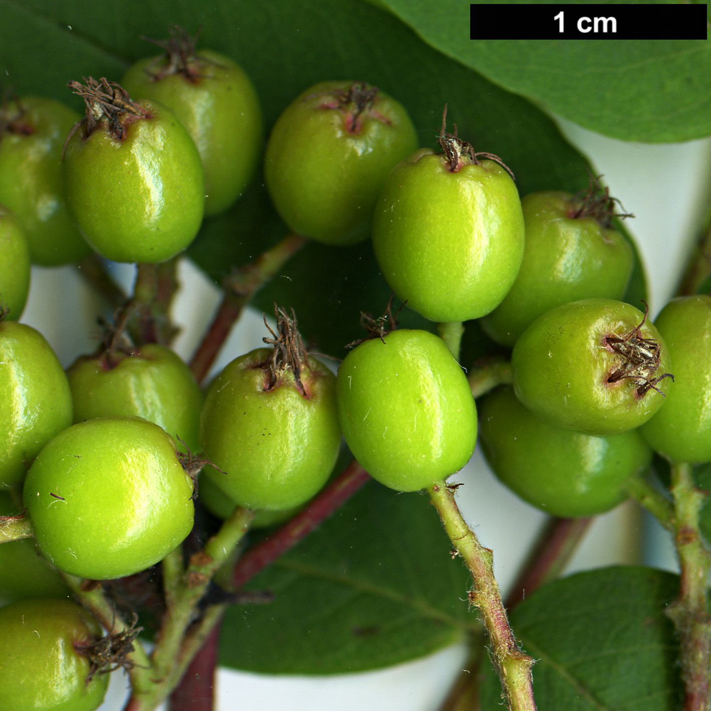 High resolution image: Family: Rosaceae - Genus: Sorbus - Taxon: decora