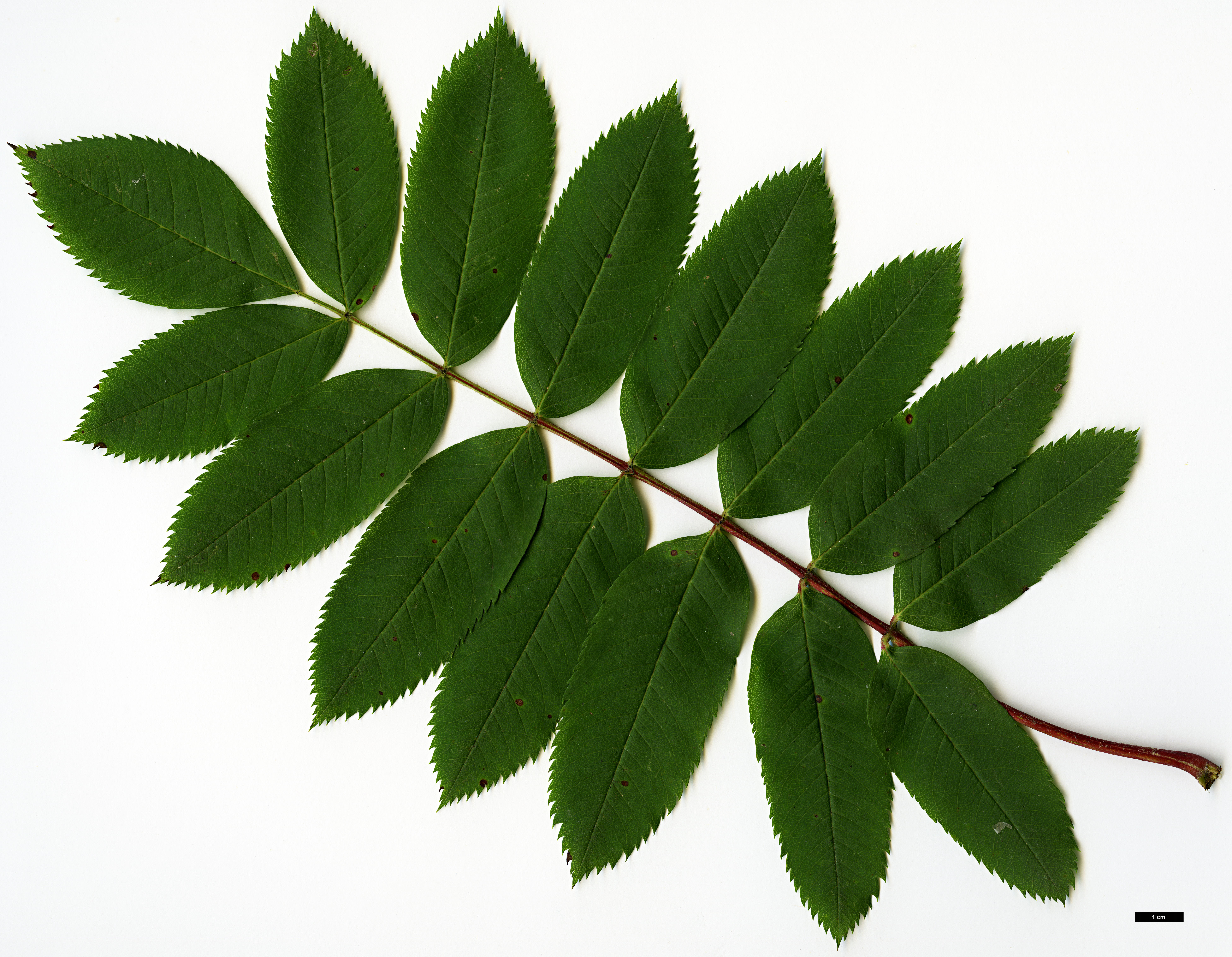 High resolution image: Family: Rosaceae - Genus: Sorbus - Taxon: decora