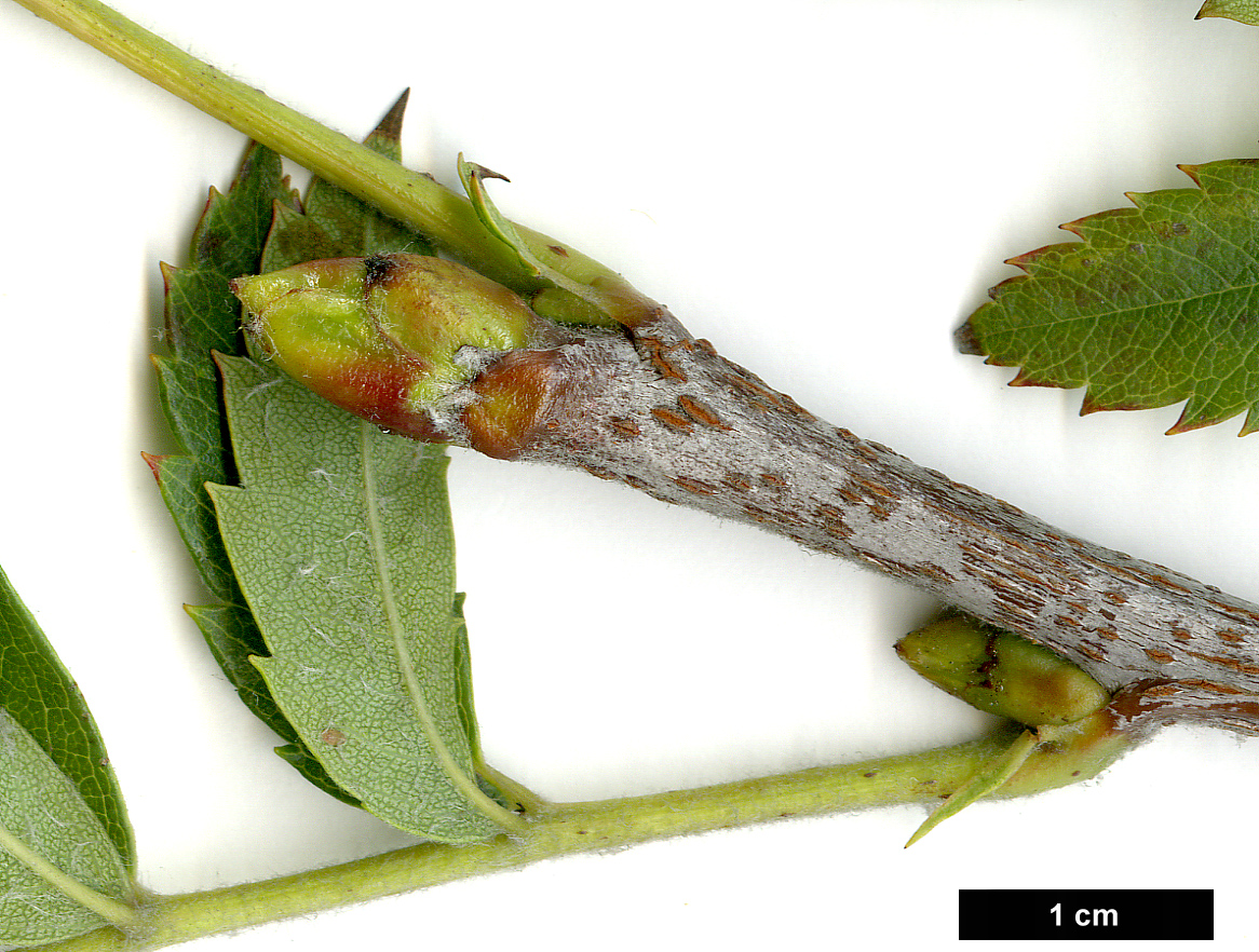 High resolution image: Family: Rosaceae - Genus: Sorbus - Taxon: domestica