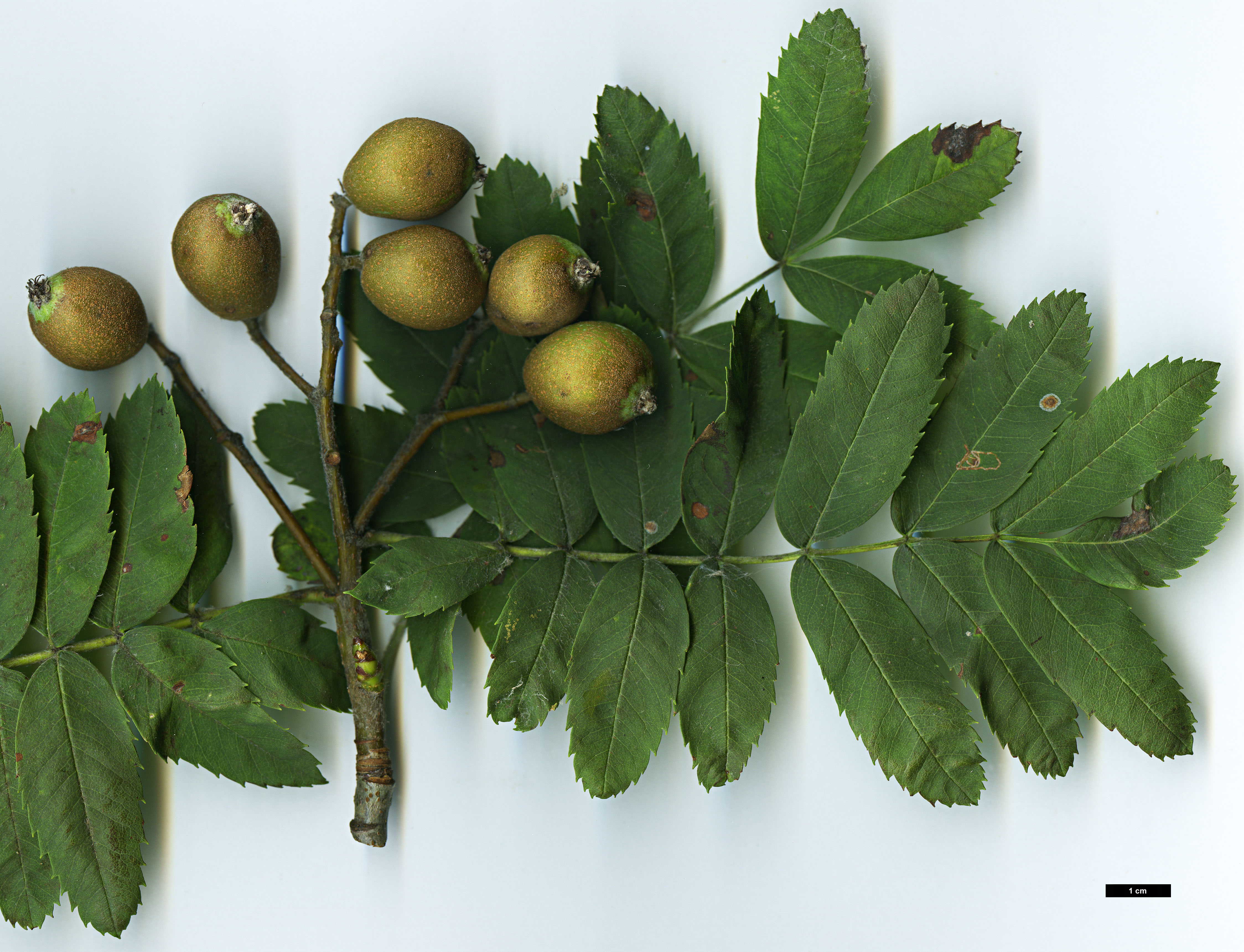 High resolution image: Family: Rosaceae - Genus: Sorbus - Taxon: domestica