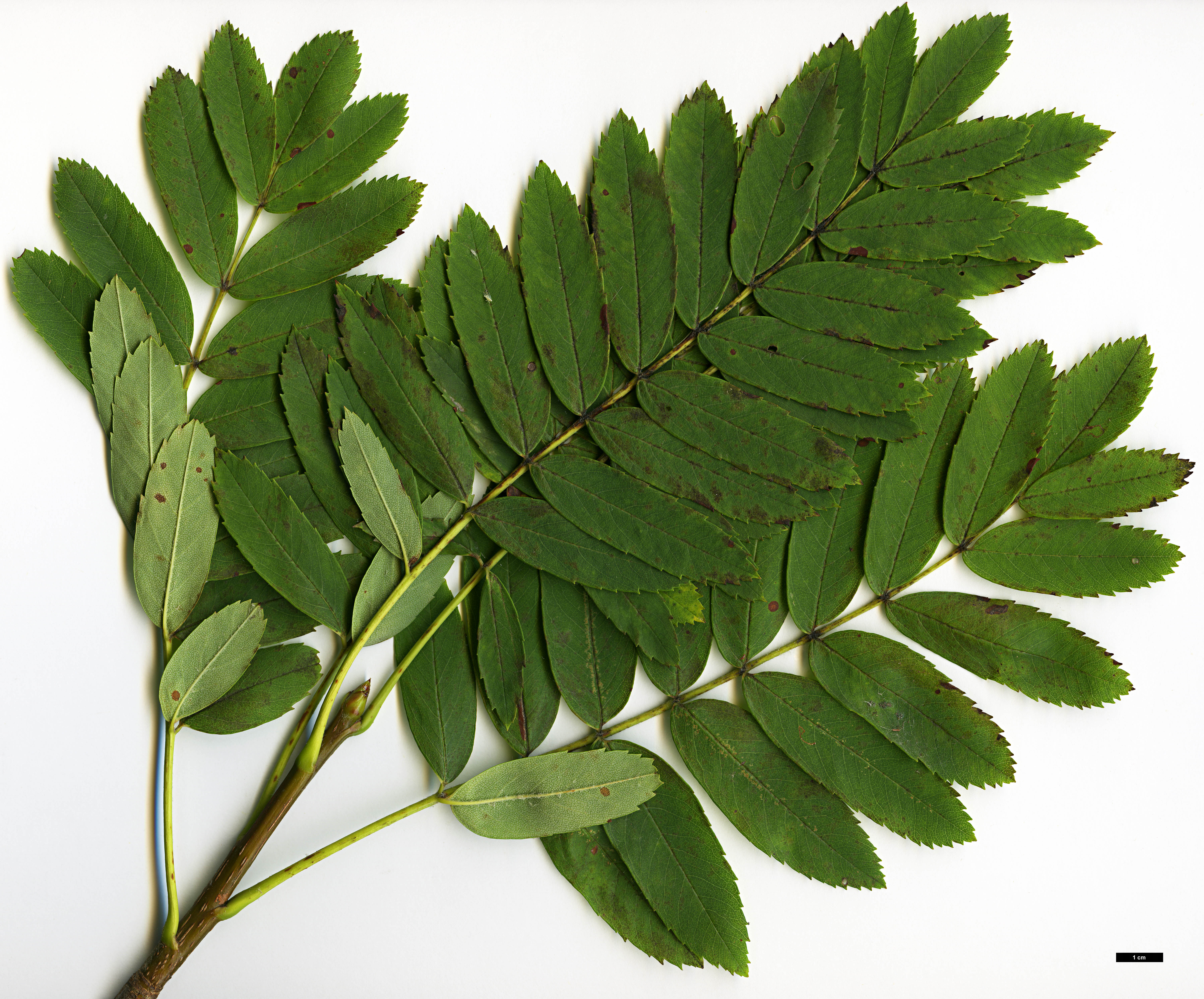 High resolution image: Family: Rosaceae - Genus: Sorbus - Taxon: domestica