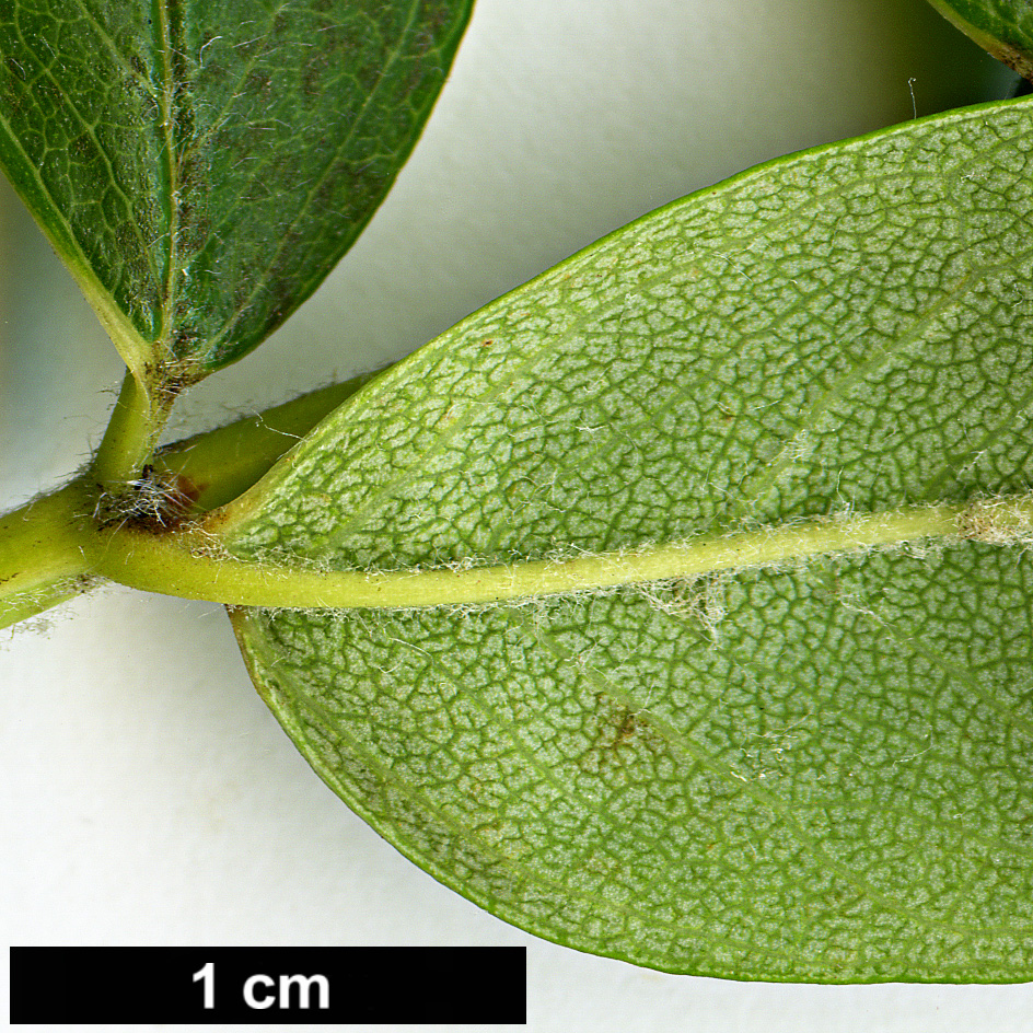 High resolution image: Family: Rosaceae - Genus: Sorbus - Taxon: domestica