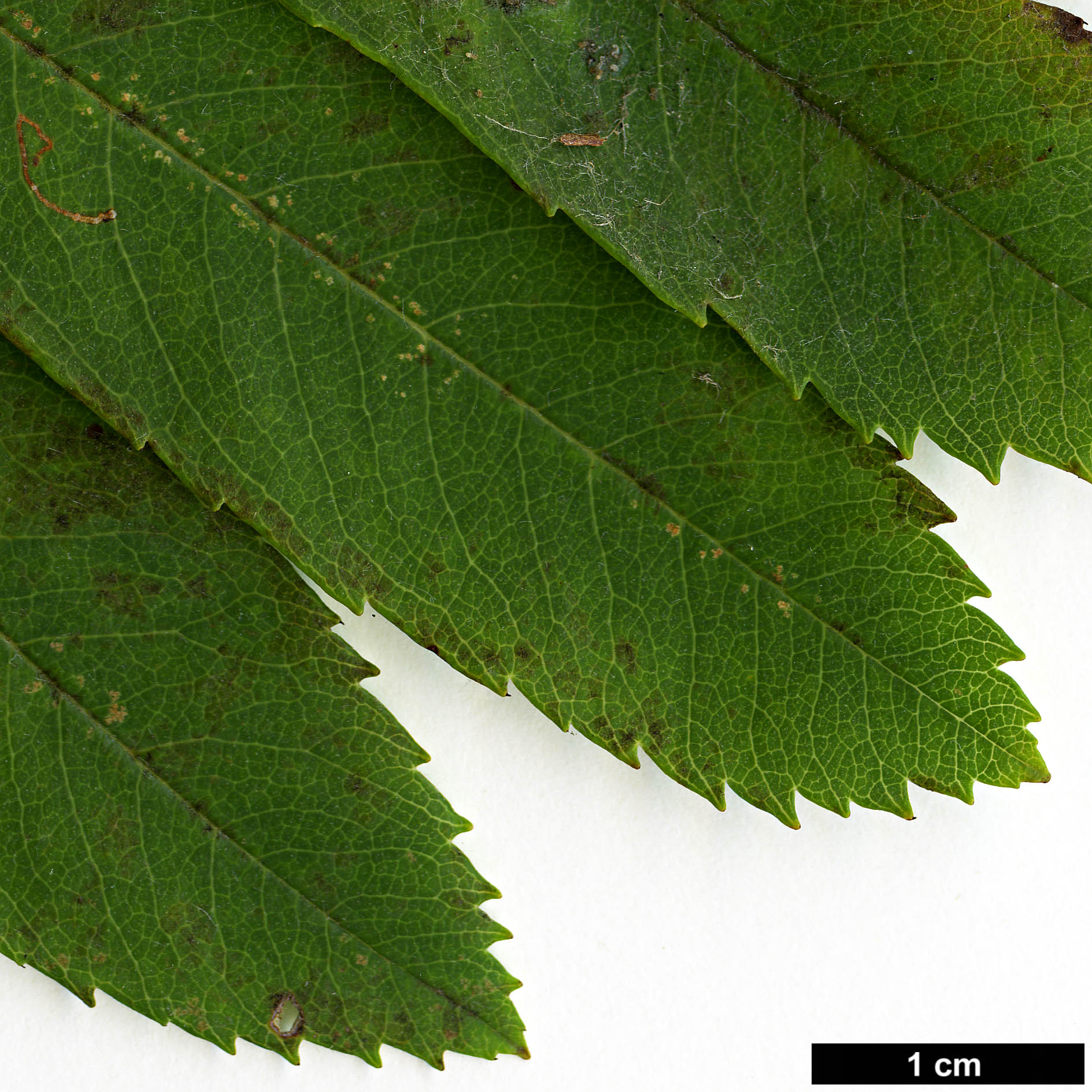 High resolution image: Family: Rosaceae - Genus: Sorbus - Taxon: domestica