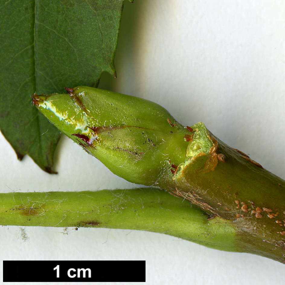 High resolution image: Family: Rosaceae - Genus: Sorbus - Taxon: domestica