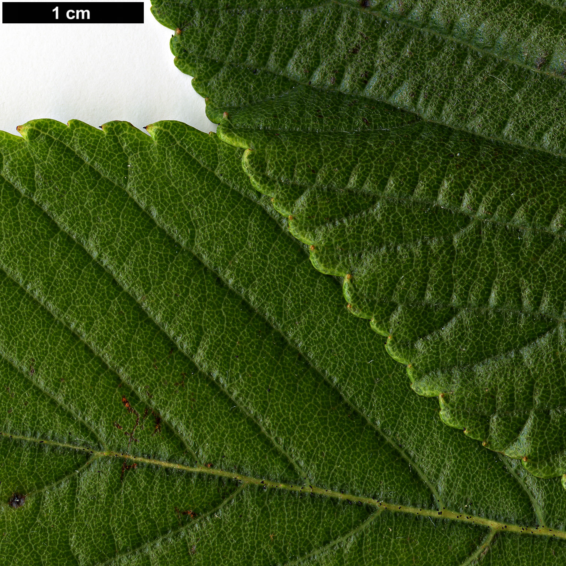 High resolution image: Family: Rosaceae - Genus: Sorbus - Taxon: dunnii