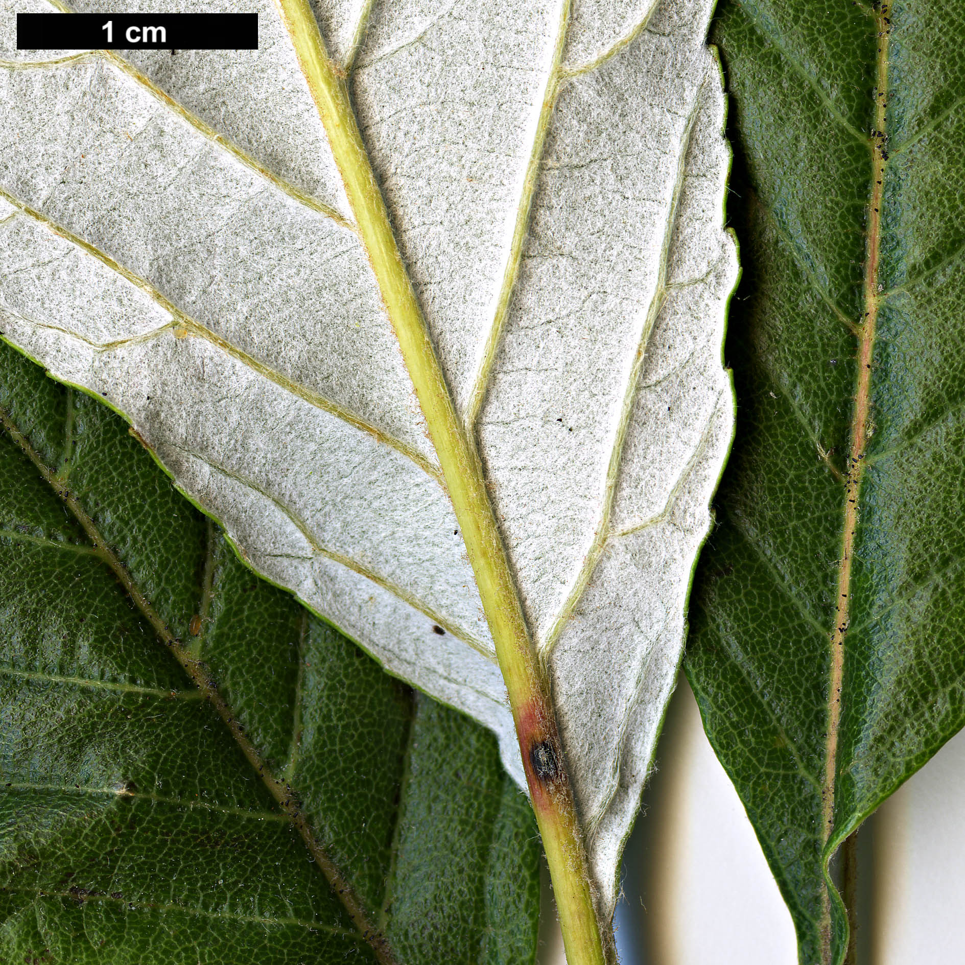 High resolution image: Family: Rosaceae - Genus: Sorbus - Taxon: dunnii