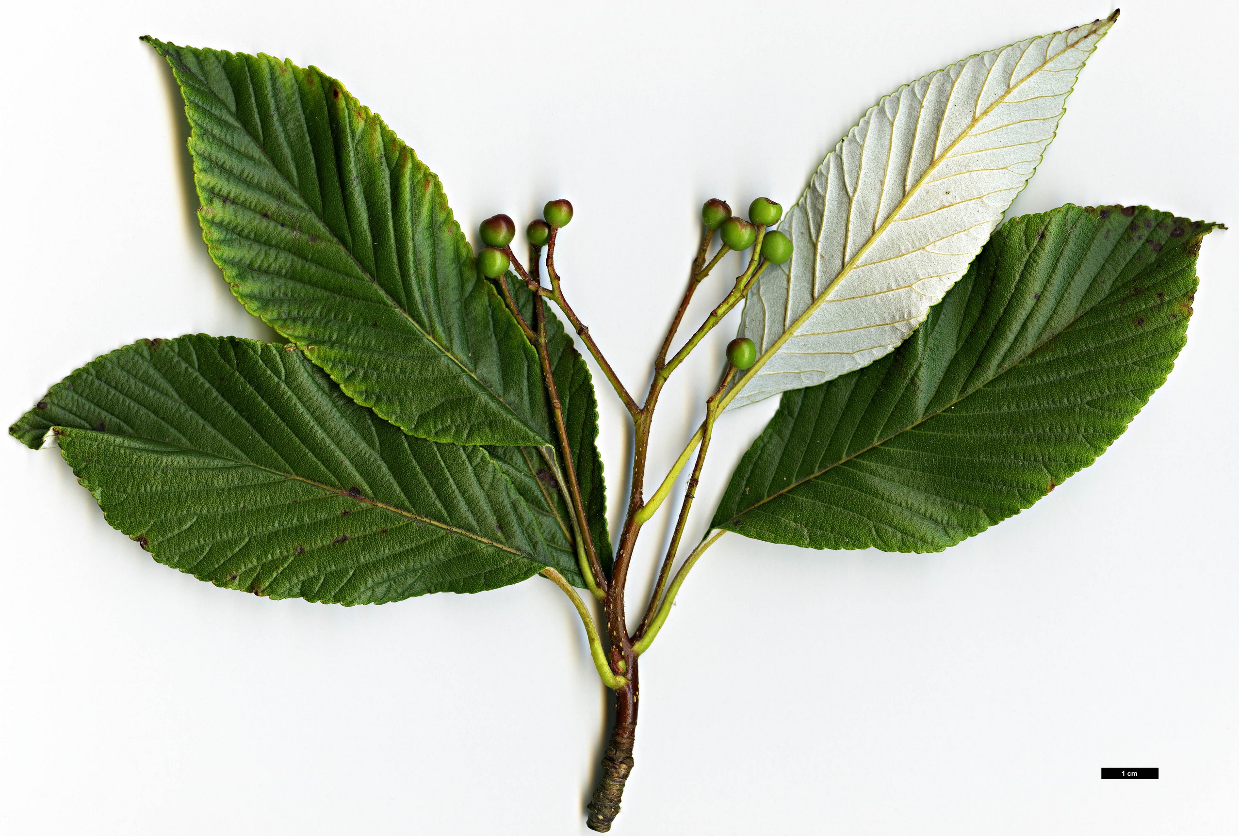 High resolution image: Family: Rosaceae - Genus: Sorbus - Taxon: dunnii