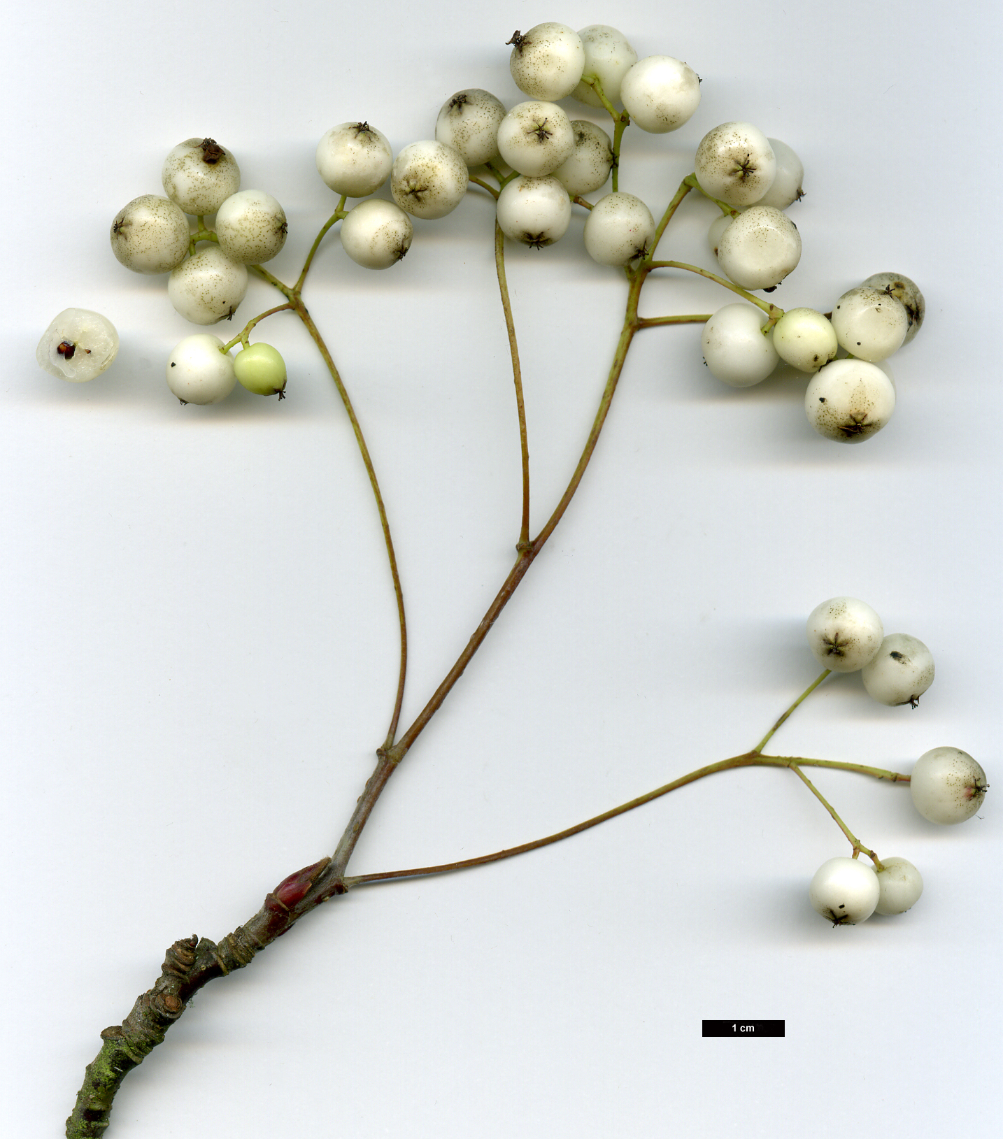 High resolution image: Family: Rosaceae - Genus: Sorbus - Taxon: eburnea