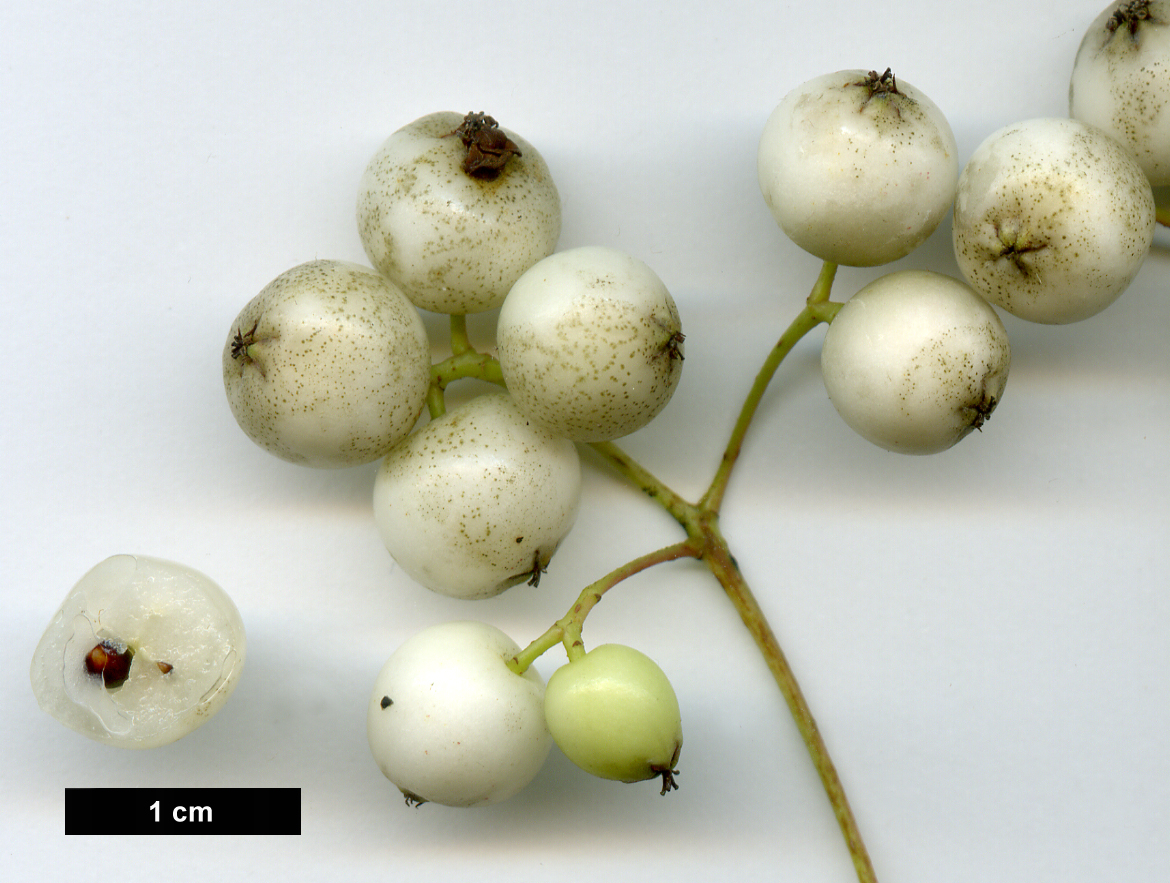 High resolution image: Family: Rosaceae - Genus: Sorbus - Taxon: eburnea