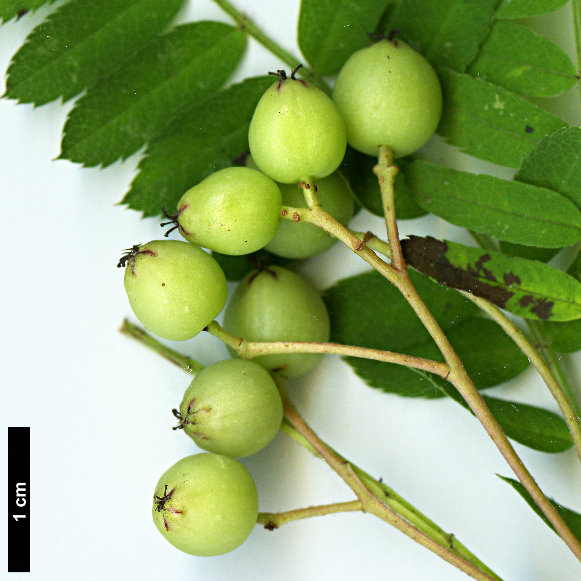 High resolution image: Family: Rosaceae - Genus: Sorbus - Taxon: eburnea