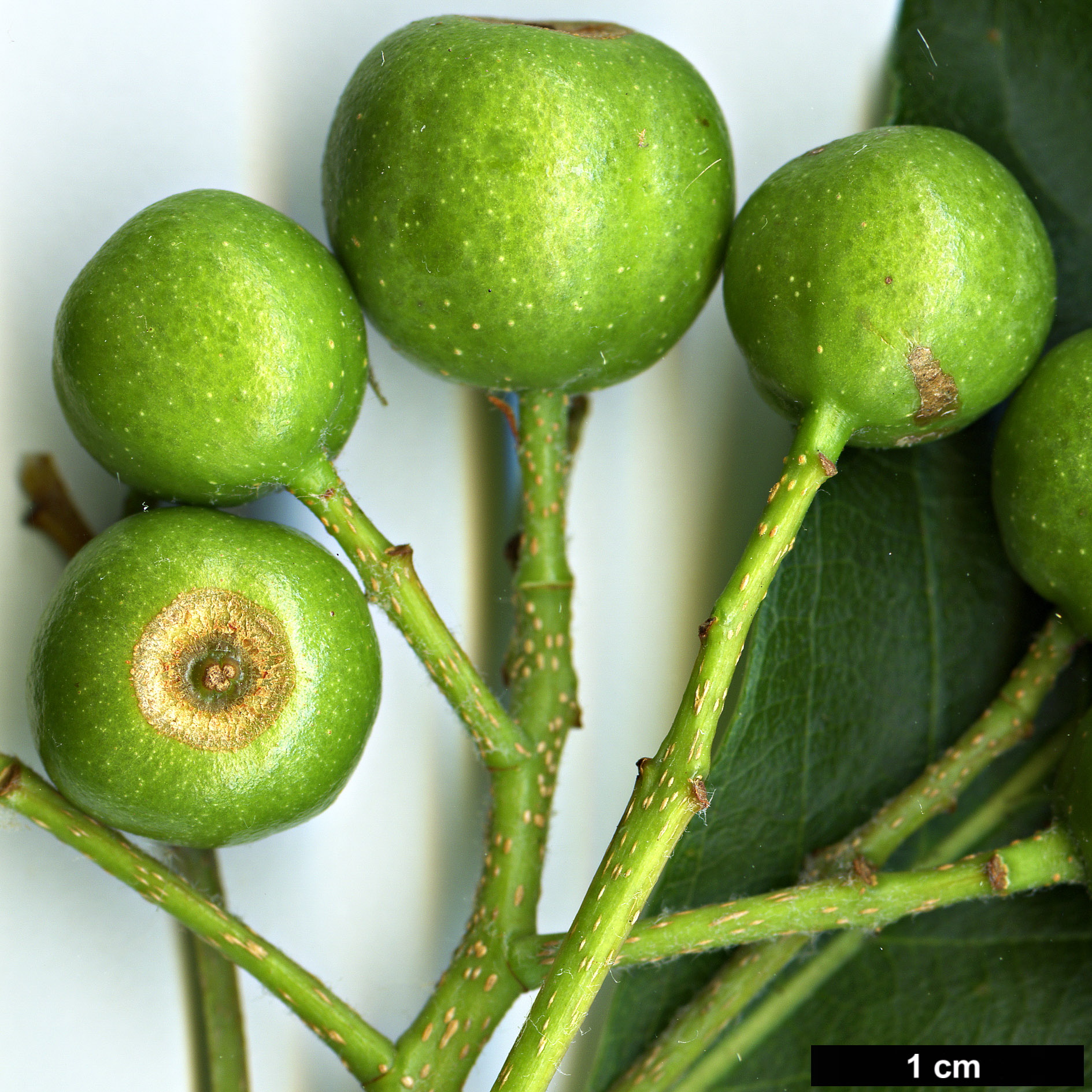 High resolution image: Family: Rosaceae - Genus: Sorbus - Taxon: eleonorae