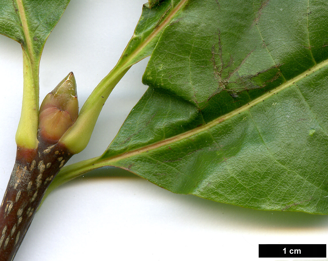 High resolution image: Family: Rosaceae - Genus: Sorbus - Taxon: eleonorae