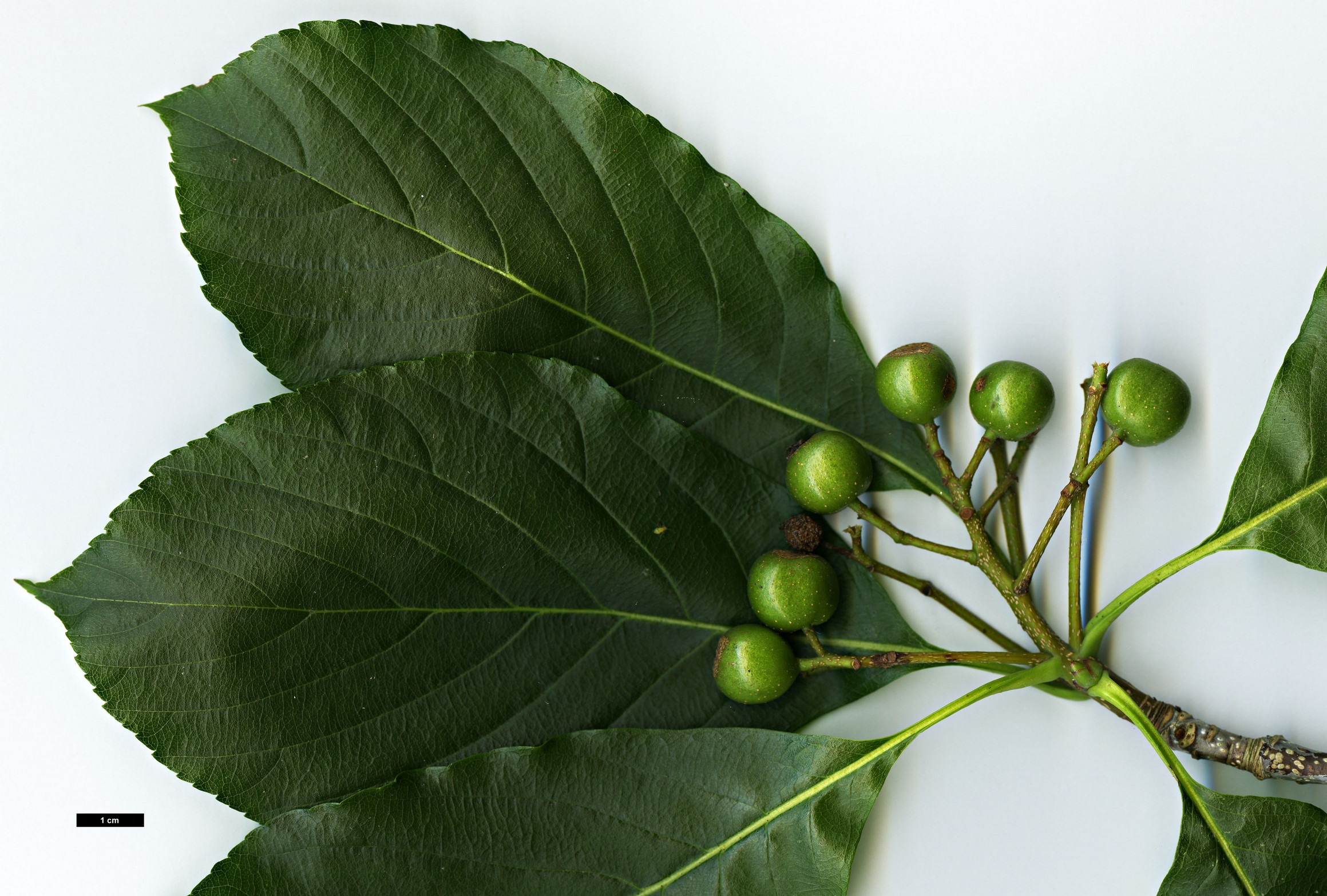 High resolution image: Family: Rosaceae - Genus: Sorbus - Taxon: eleonorae