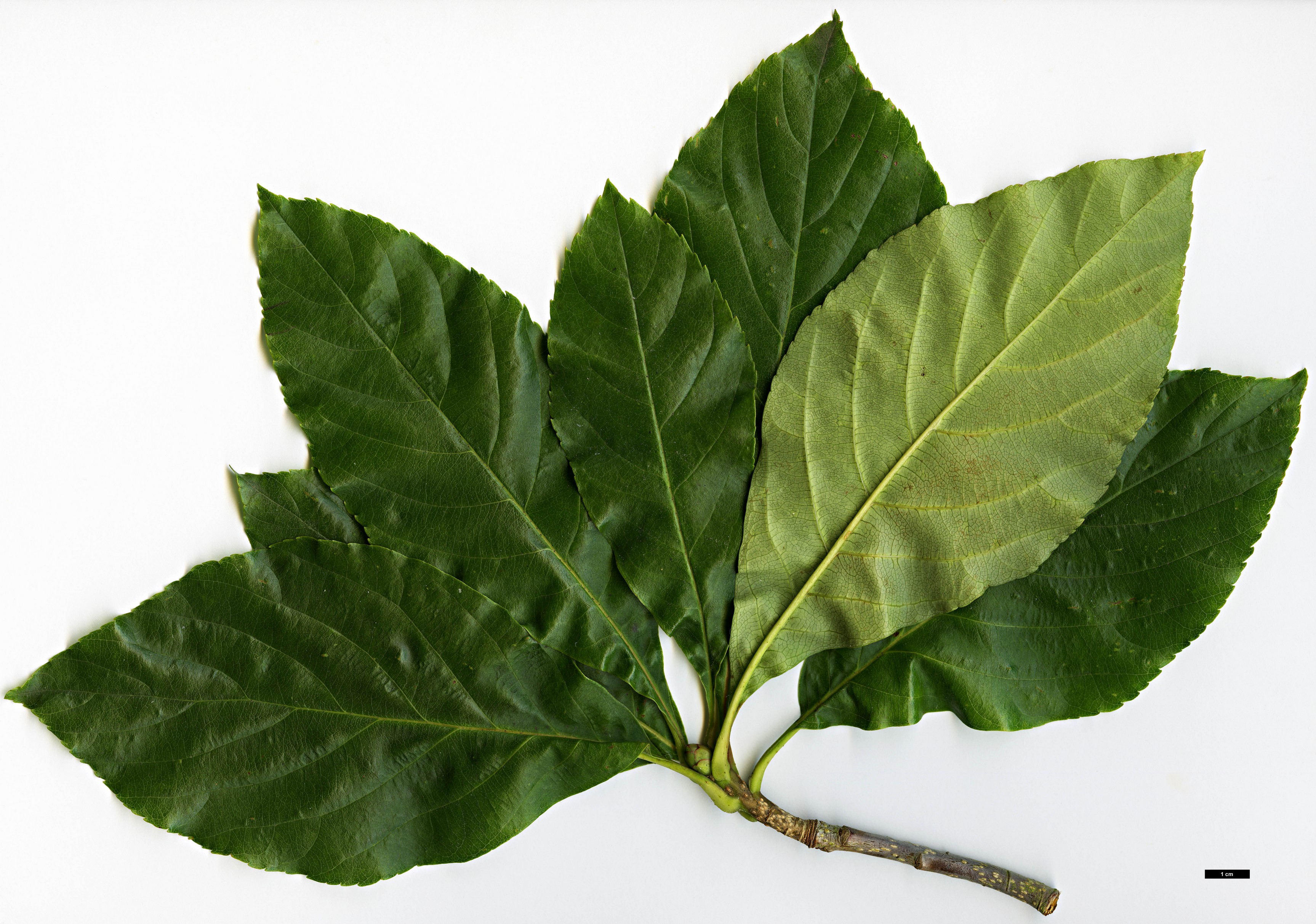 High resolution image: Family: Rosaceae - Genus: Sorbus - Taxon: eleonorae