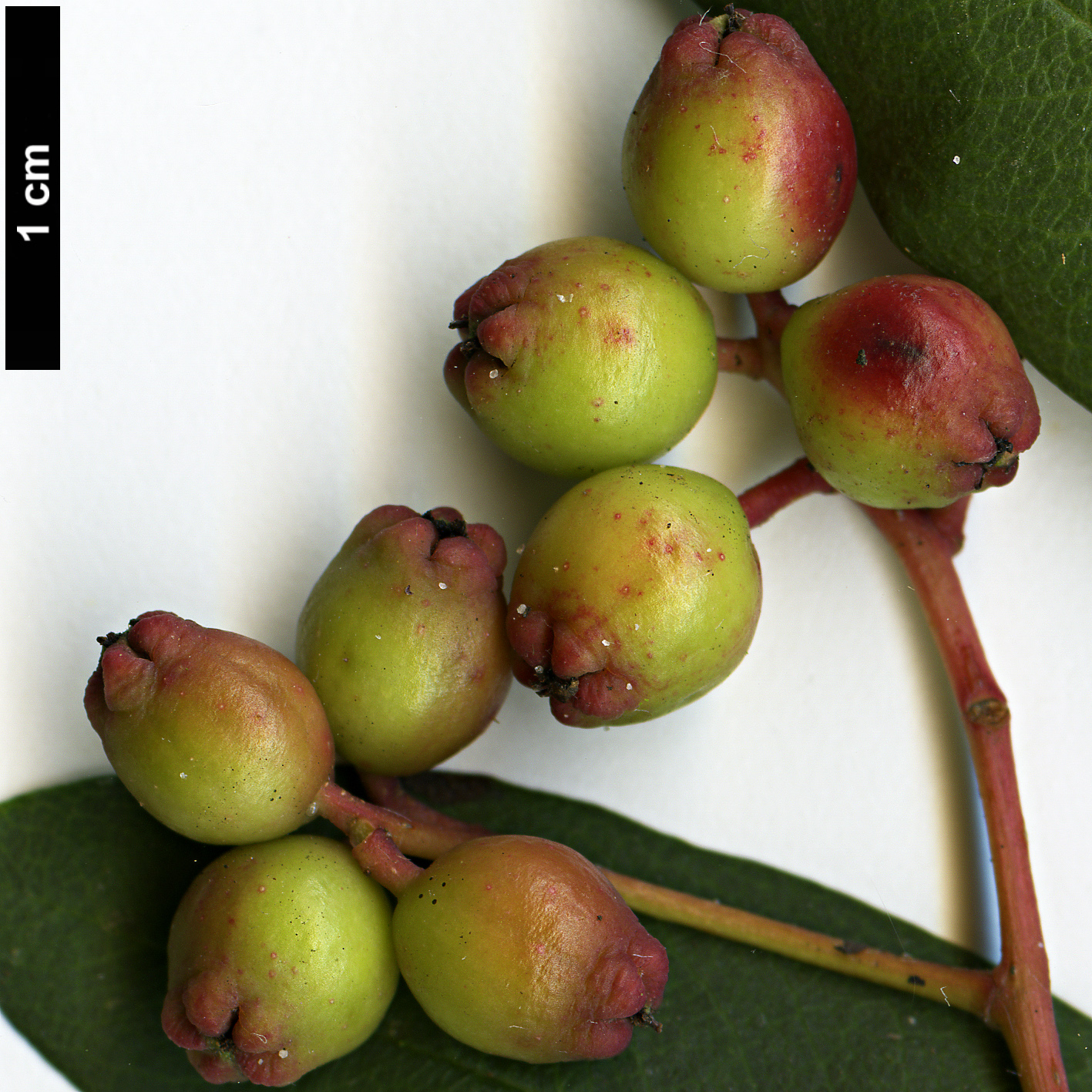 High resolution image: Family: Rosaceae - Genus: Sorbus - Taxon: ellipsoidalis