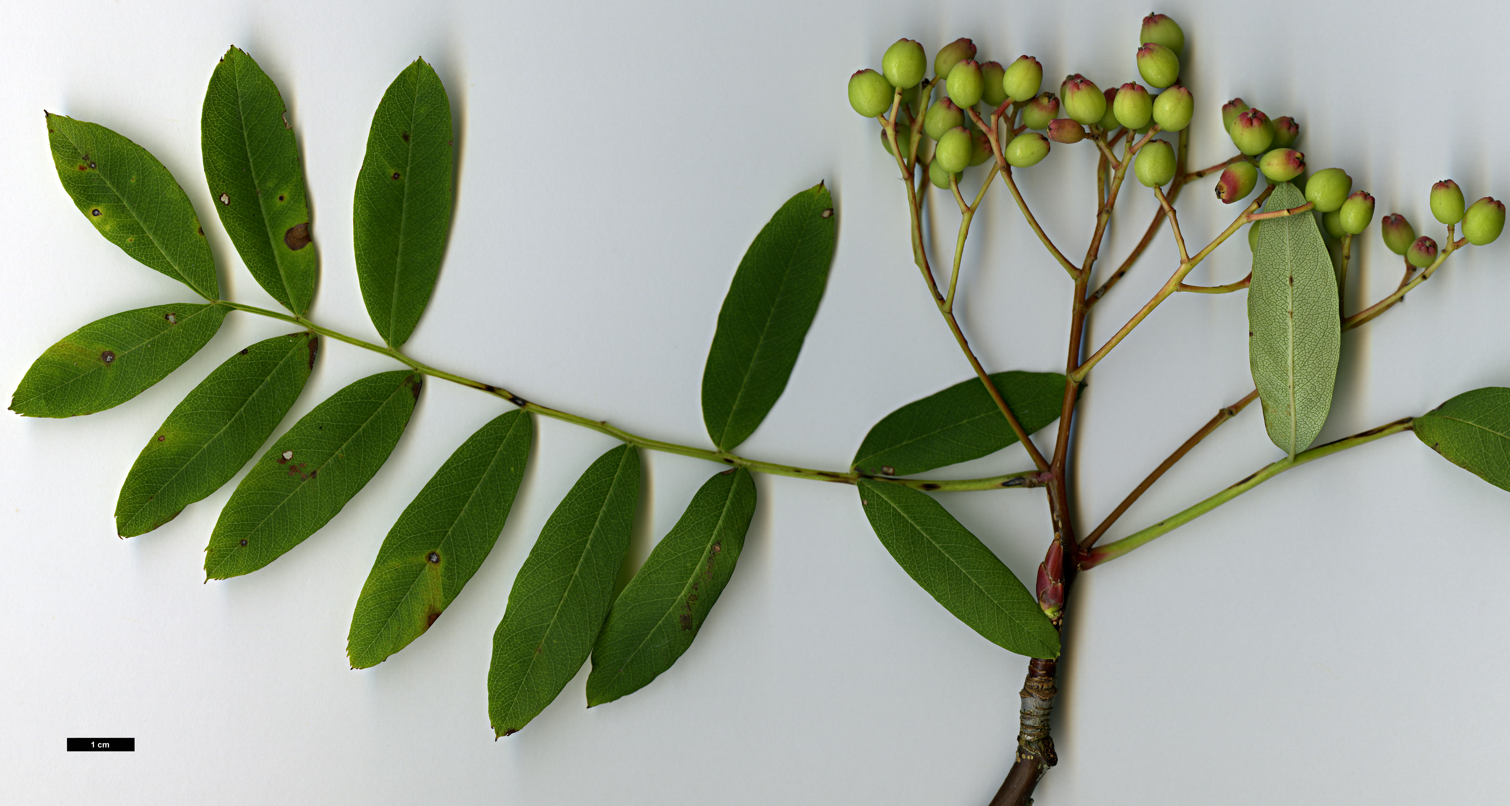 High resolution image: Family: Rosaceae - Genus: Sorbus - Taxon: ellipsoidalis