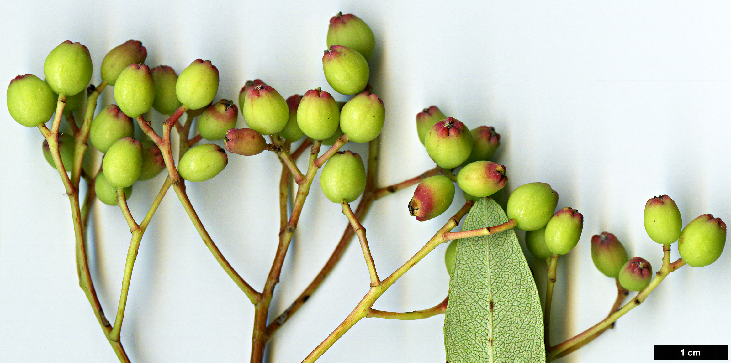 High resolution image: Family: Rosaceae - Genus: Sorbus - Taxon: ellipsoidalis