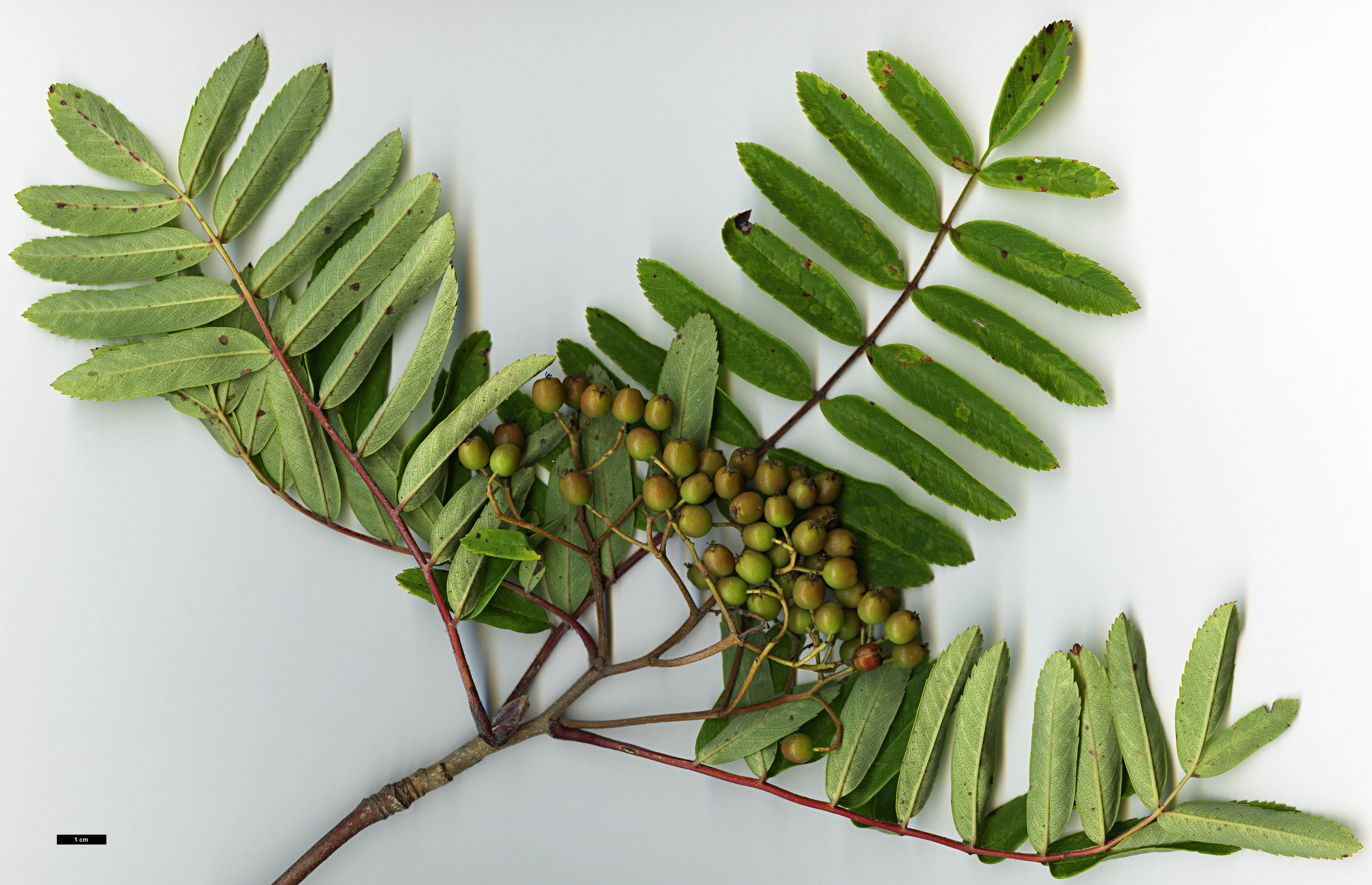 High resolution image: Family: Rosaceae - Genus: Sorbus - Taxon: esserteauiana