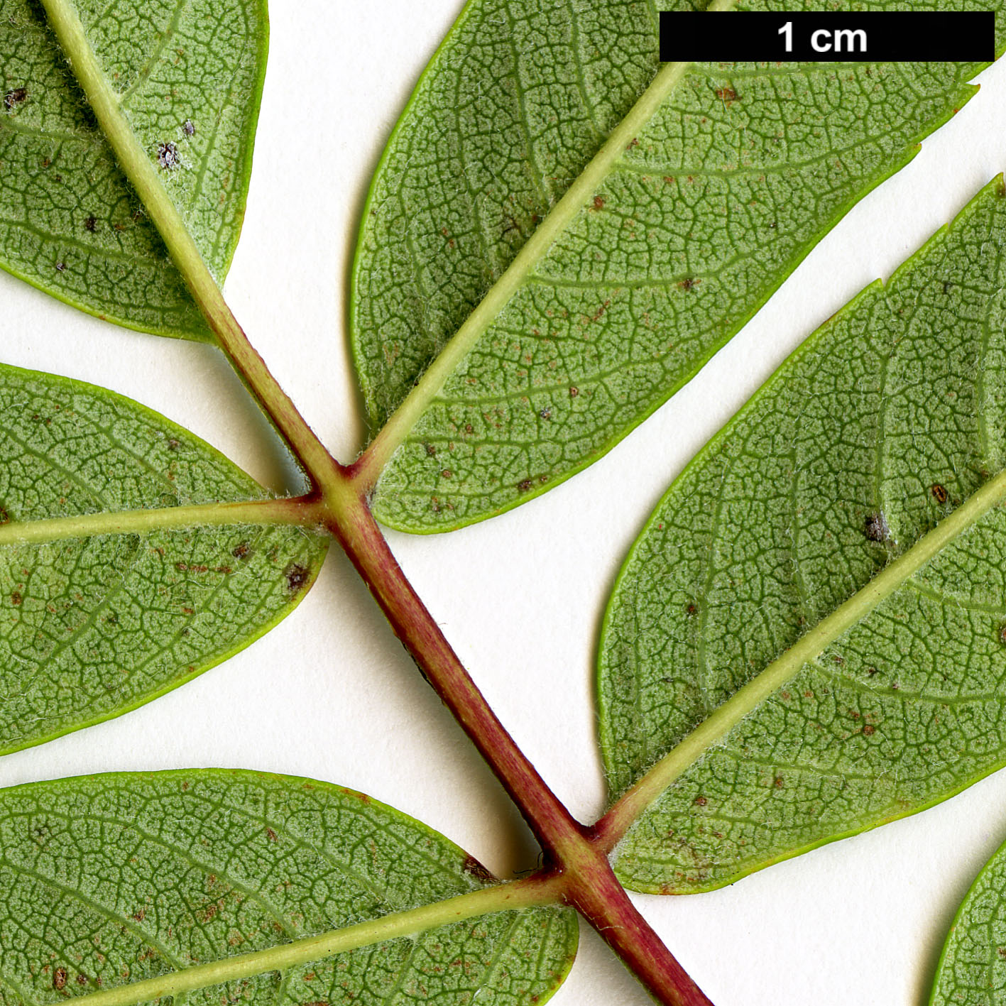 High resolution image: Family: Rosaceae - Genus: Sorbus - Taxon: esserteauiana