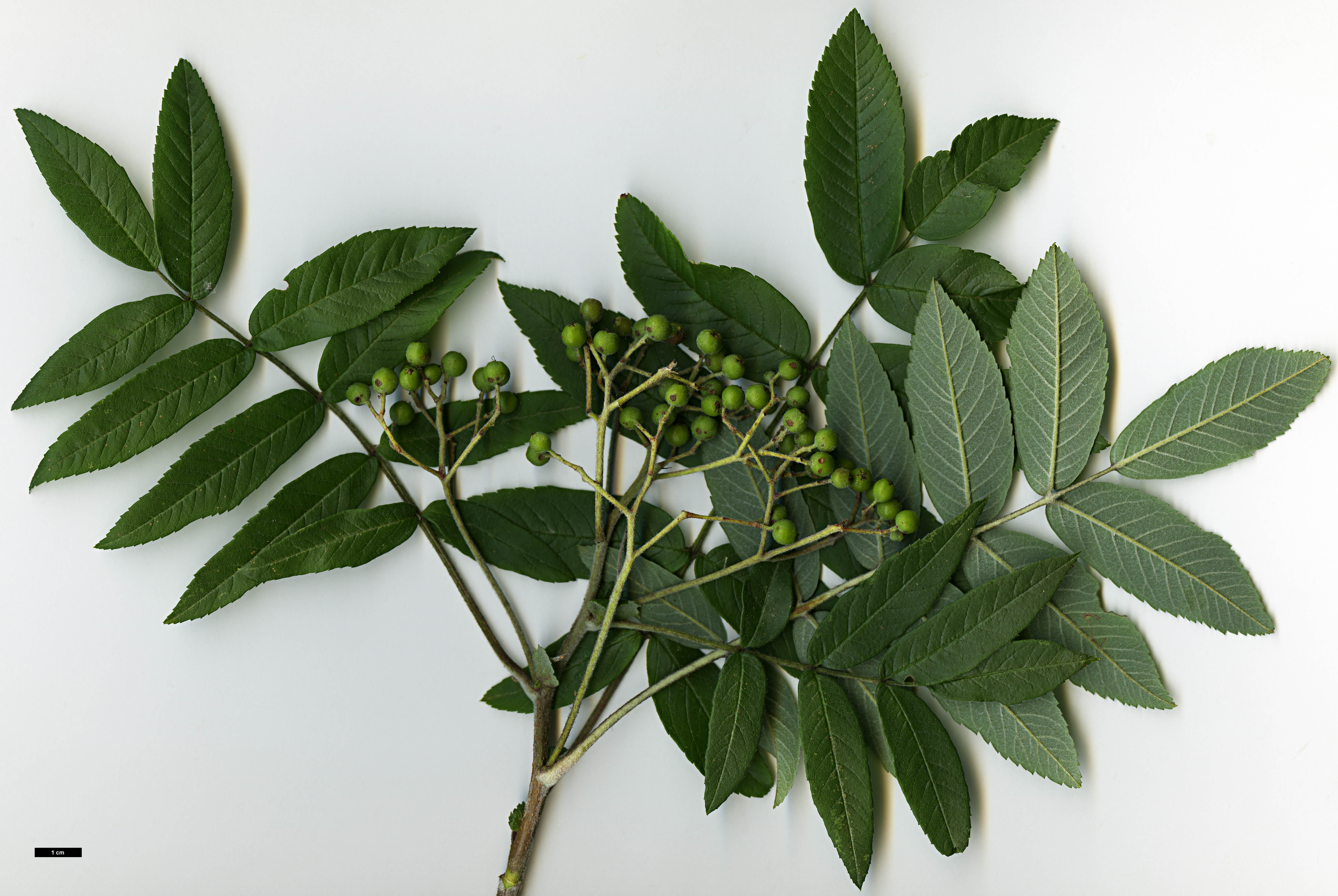 High resolution image: Family: Rosaceae - Genus: Sorbus - Taxon: esserteauiana