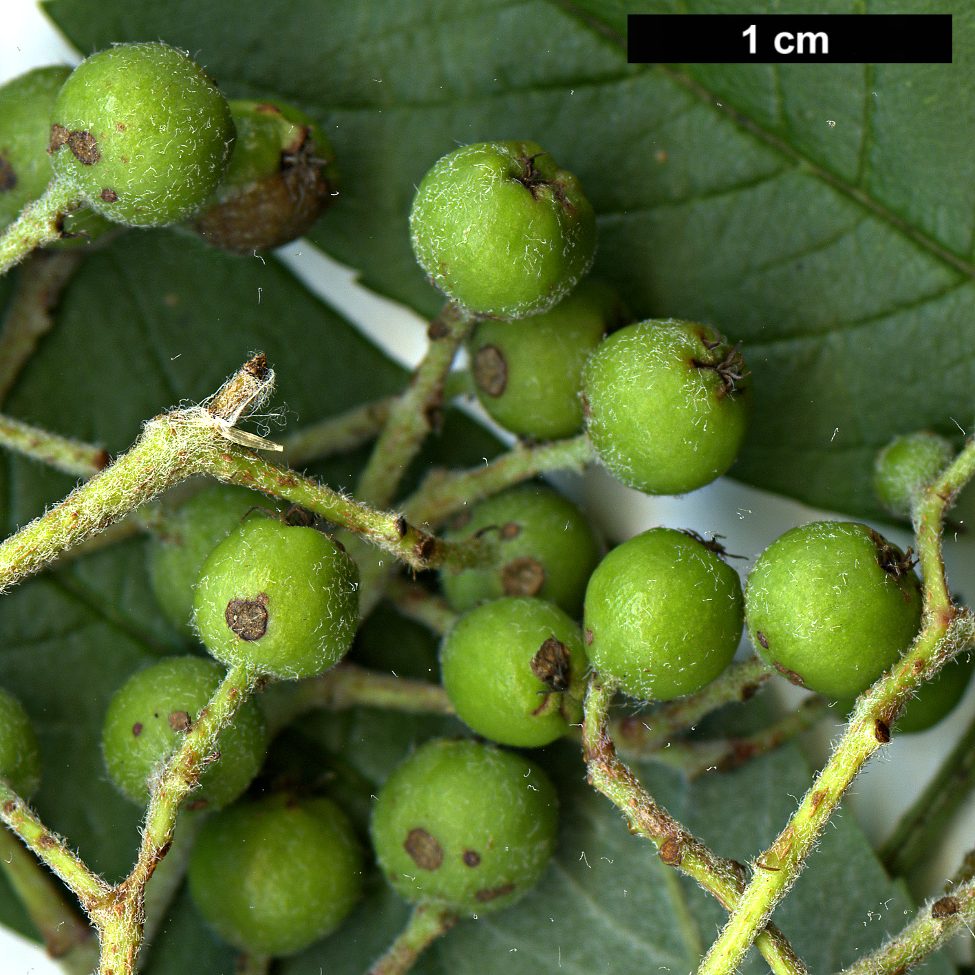 High resolution image: Family: Rosaceae - Genus: Sorbus - Taxon: esserteauiana