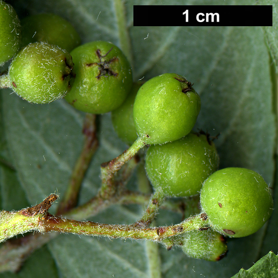 High resolution image: Family: Rosaceae - Genus: Sorbus - Taxon: esserteauiana