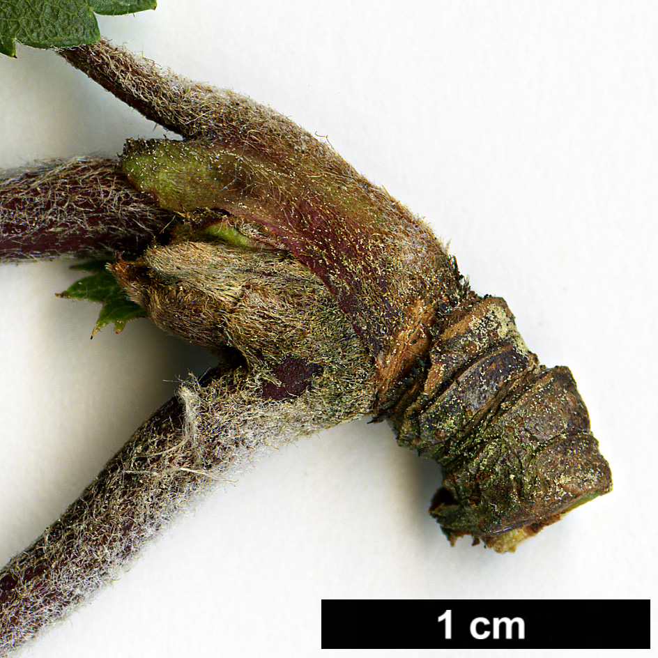High resolution image: Family: Rosaceae - Genus: Sorbus - Taxon: esserteauiana