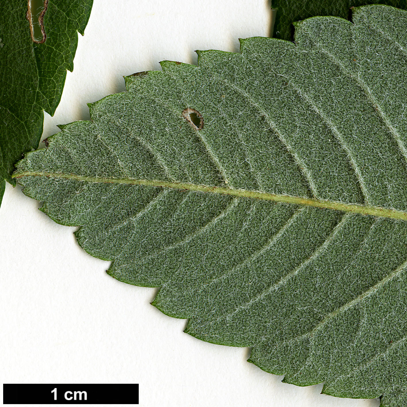 High resolution image: Family: Rosaceae - Genus: Sorbus - Taxon: esserteauiana