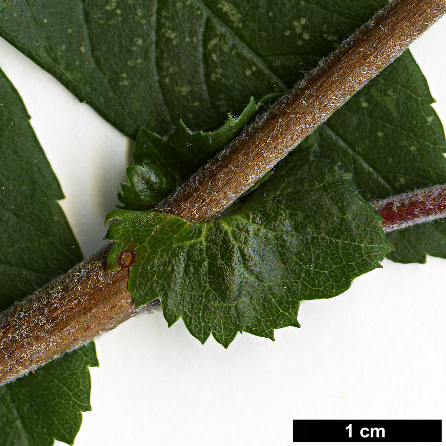 High resolution image: Family: Rosaceae - Genus: Sorbus - Taxon: esserteauiana