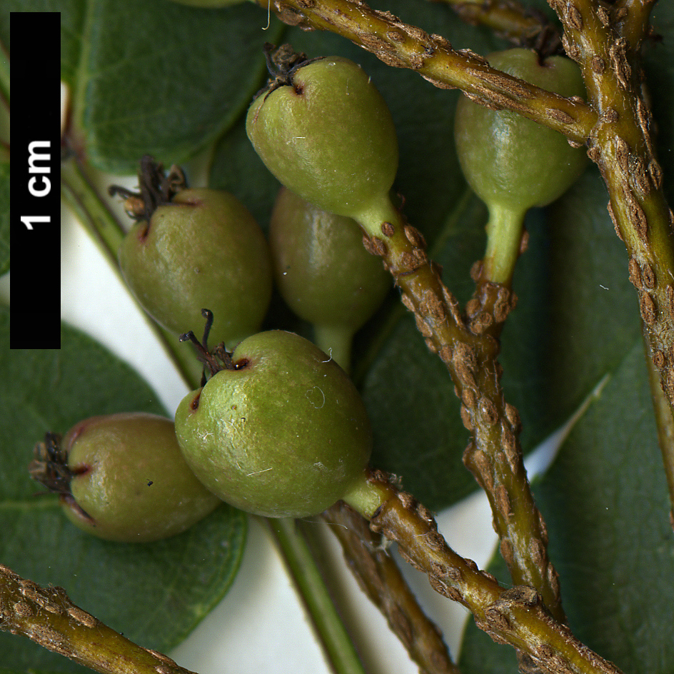 High resolution image: Family: Rosaceae - Genus: Sorbus - Taxon: fansipanensis