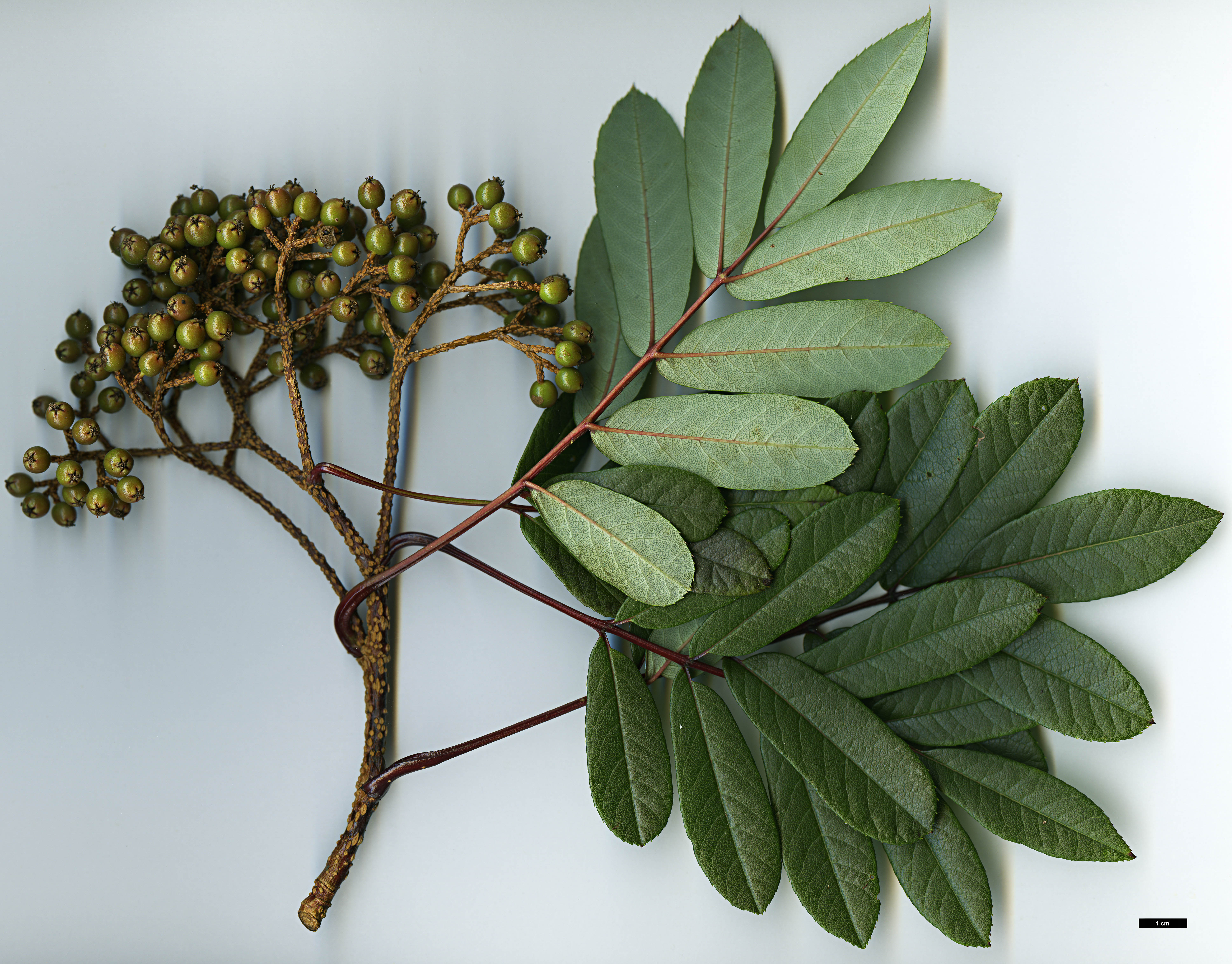 High resolution image: Family: Rosaceae - Genus: Sorbus - Taxon: fansipanensis