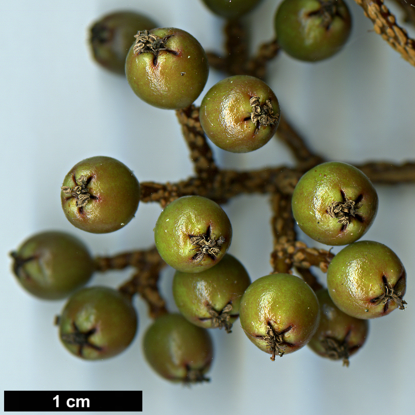 High resolution image: Family: Rosaceae - Genus: Sorbus - Taxon: fansipanensis