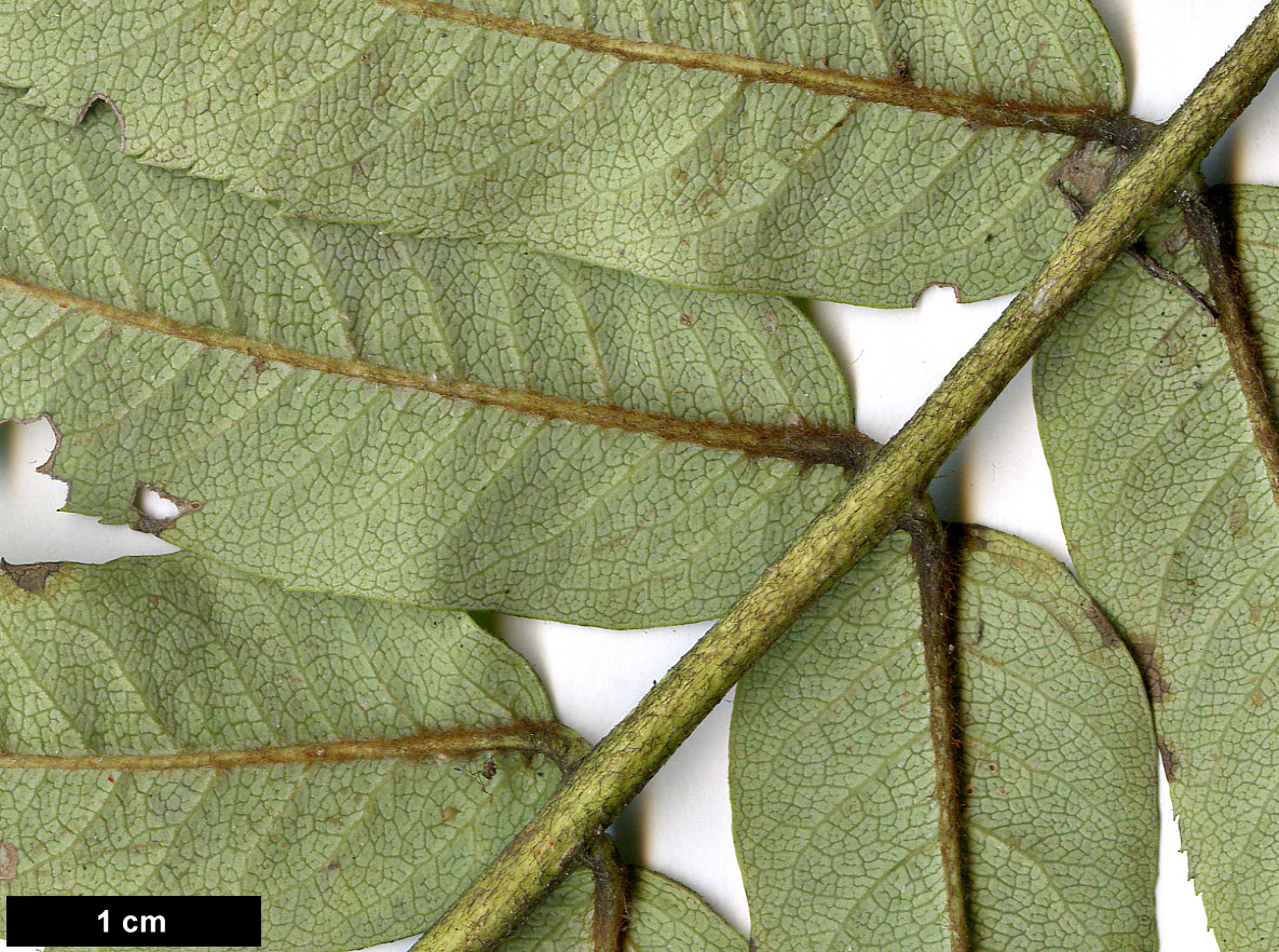 High resolution image: Family: Rosaceae - Genus: Sorbus - Taxon: foliolosa