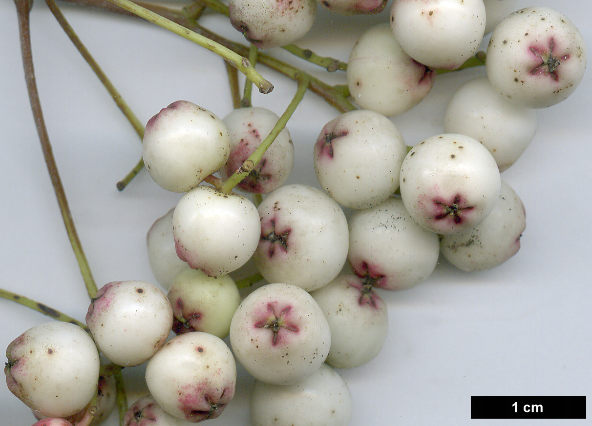 High resolution image: Family: Rosaceae - Genus: Sorbus - Taxon: forrestii