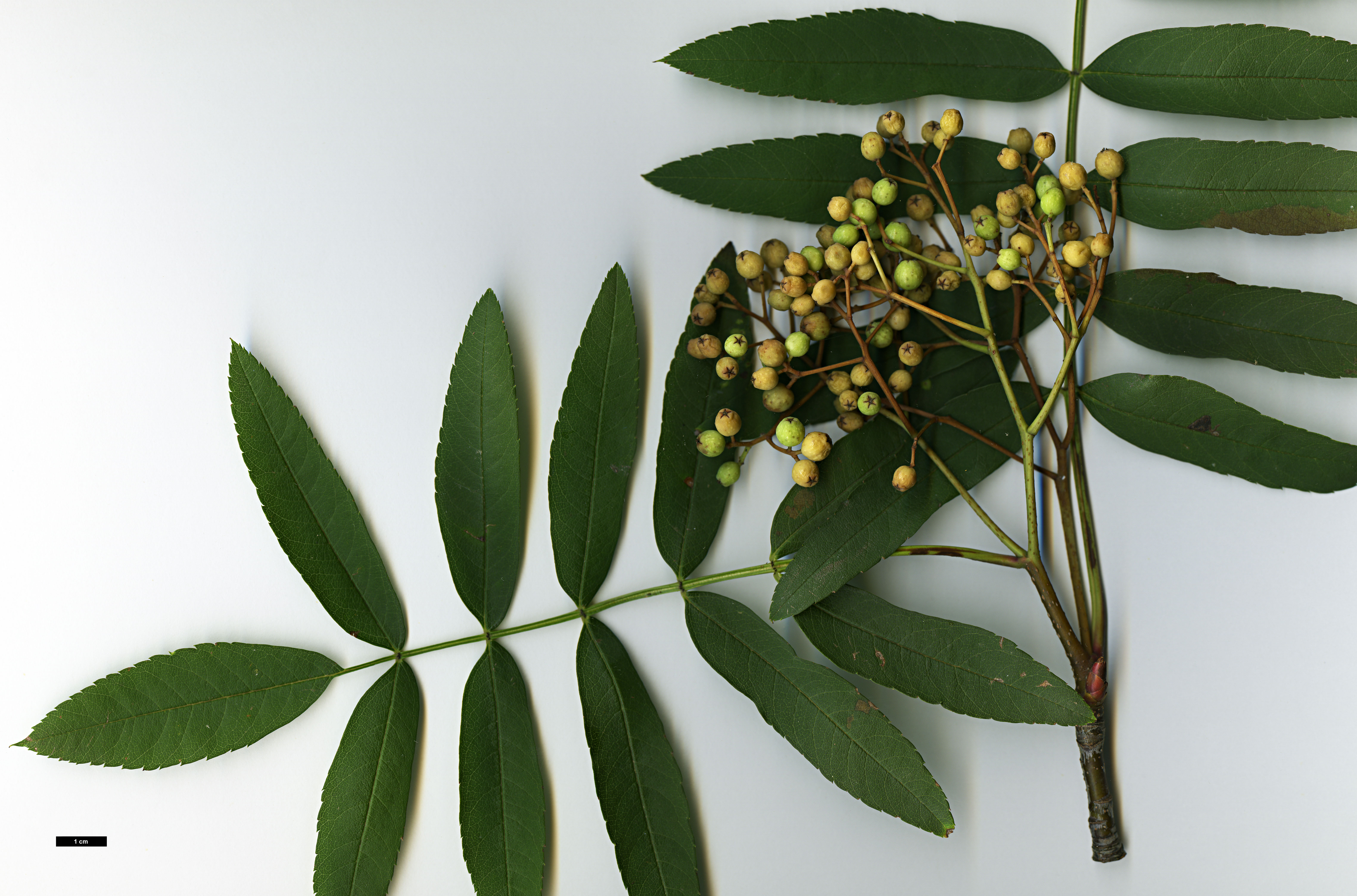 High resolution image: Family: Rosaceae - Genus: Sorbus - Taxon: fosteri