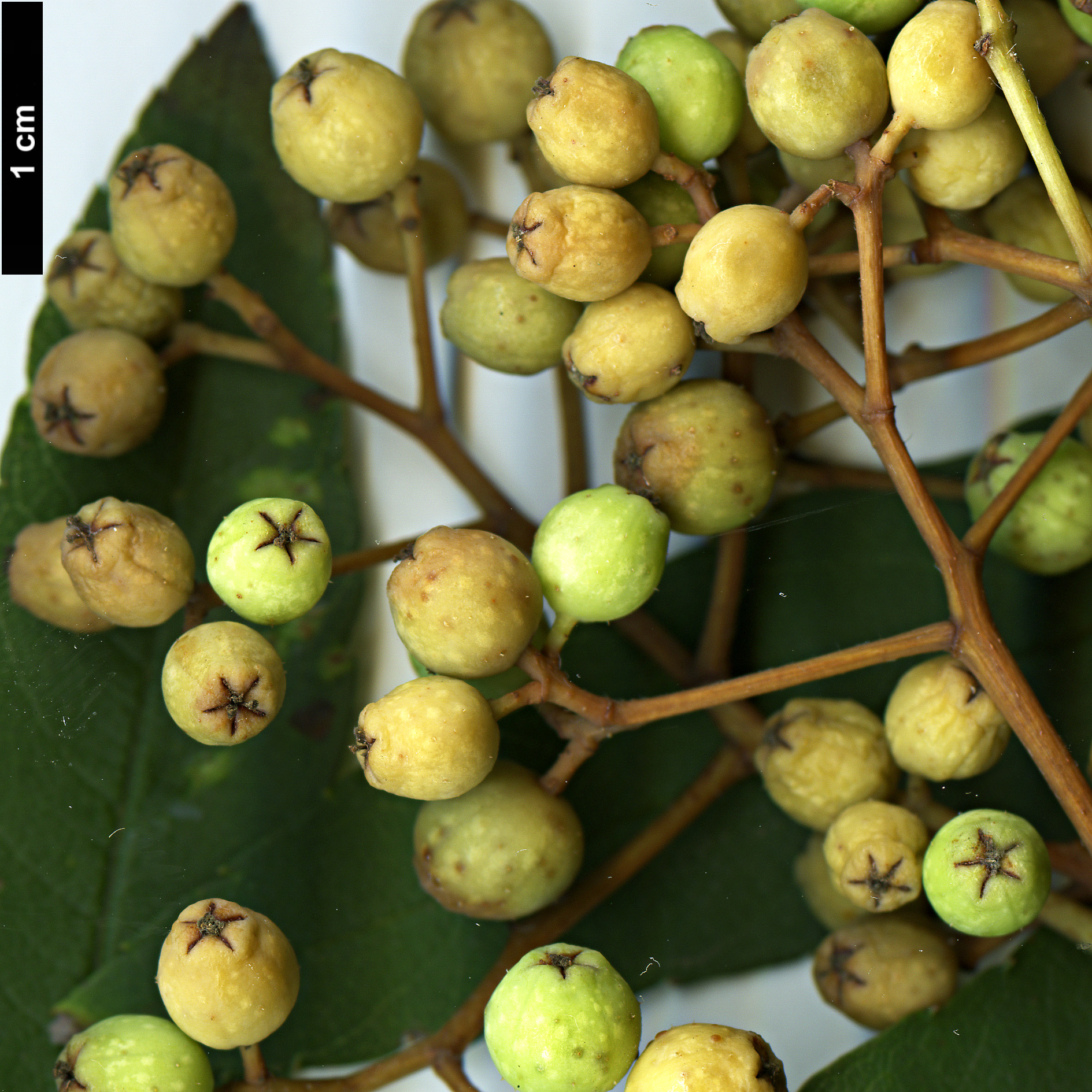 High resolution image: Family: Rosaceae - Genus: Sorbus - Taxon: fosteri