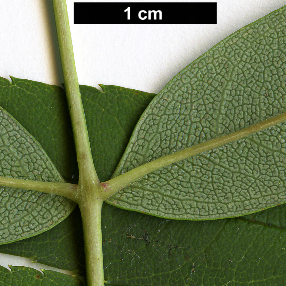 High resolution image: Family: Rosaceae - Genus: Sorbus - Taxon: fosteri