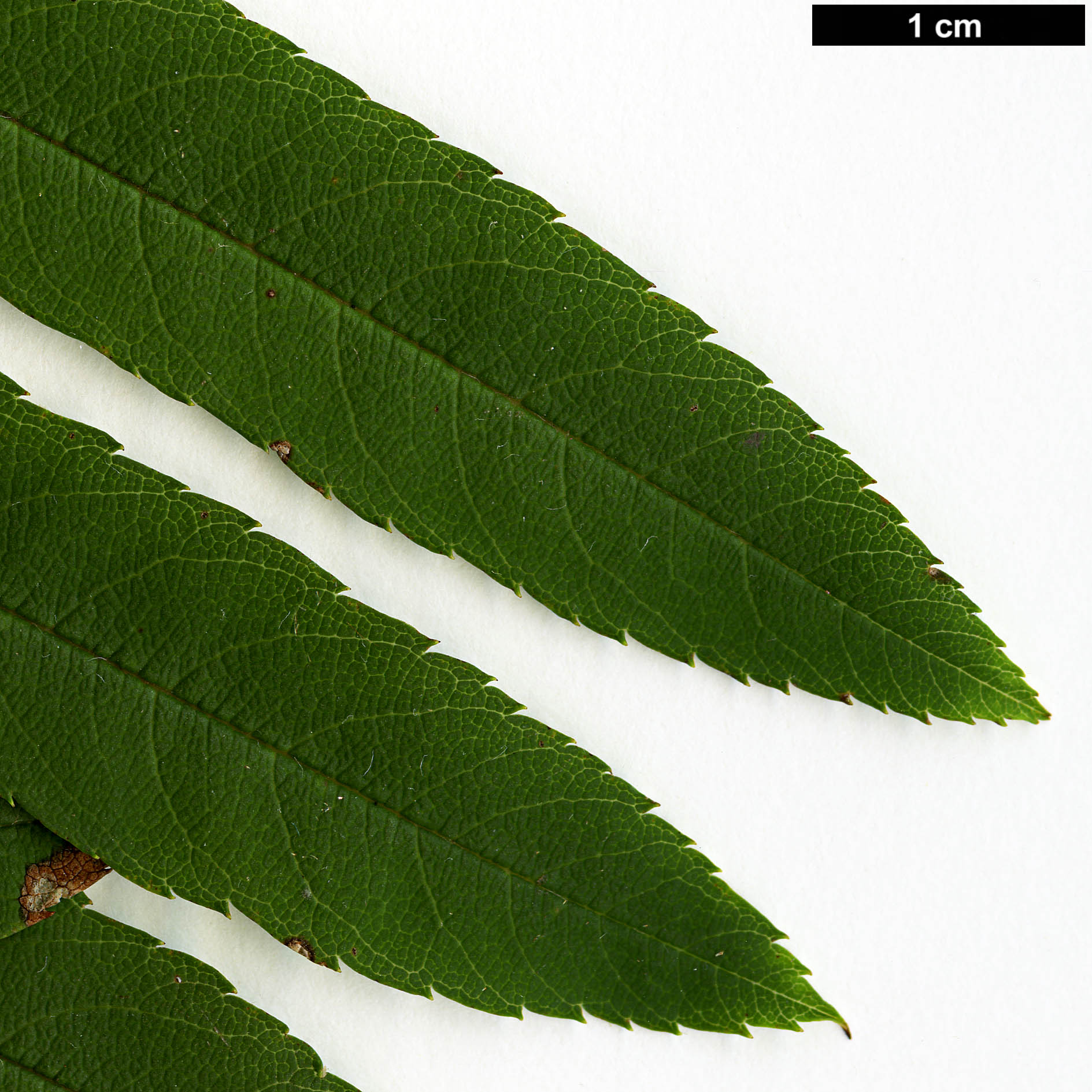 High resolution image: Family: Rosaceae - Genus: Sorbus - Taxon: fosteri