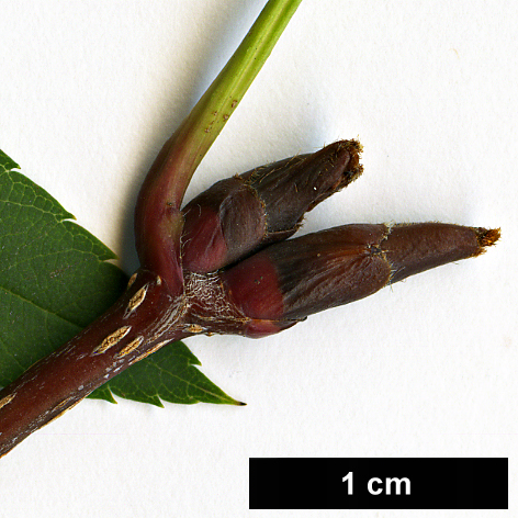 High resolution image: Family: Rosaceae - Genus: Sorbus - Taxon: fosteri