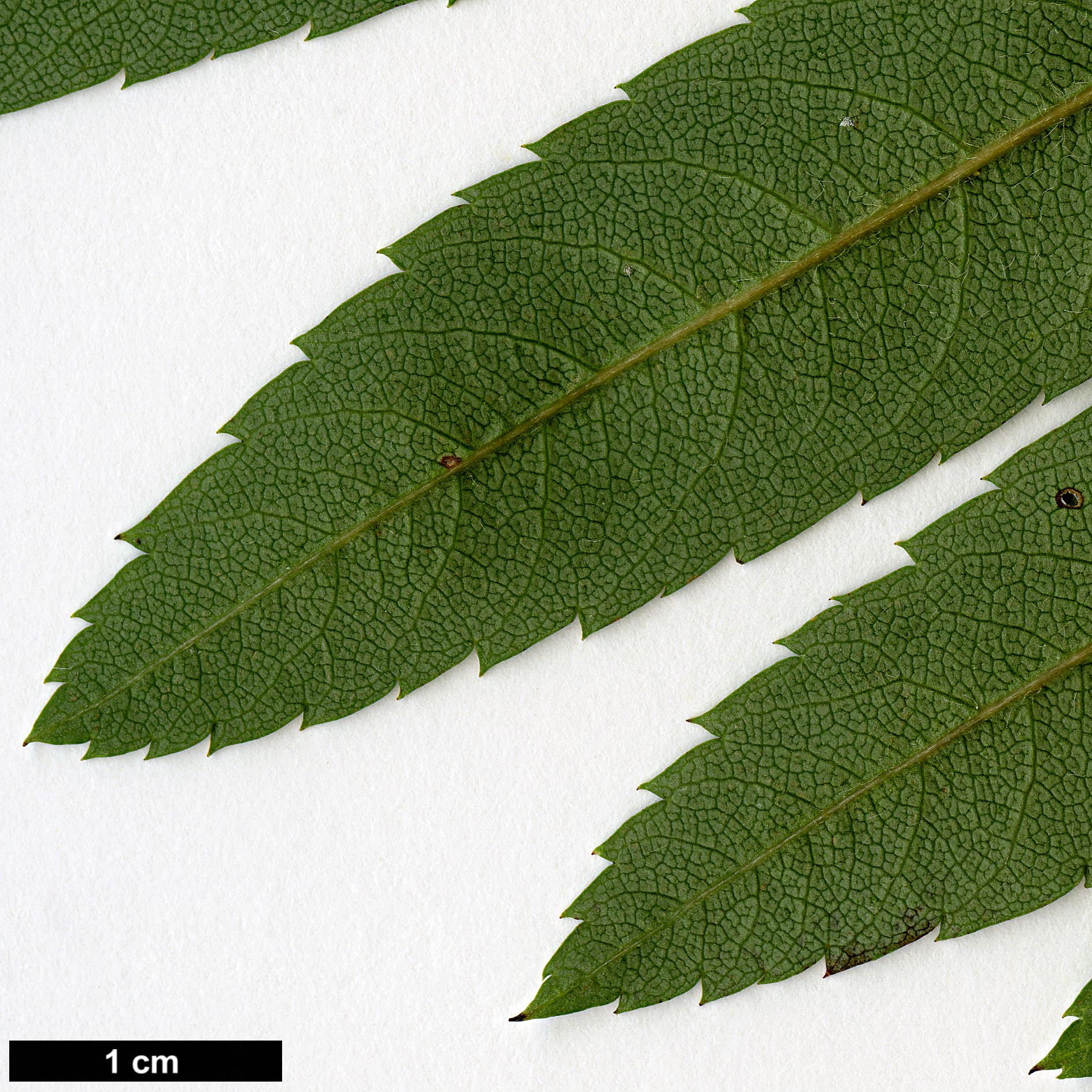 High resolution image: Family: Rosaceae - Genus: Sorbus - Taxon: fosteri