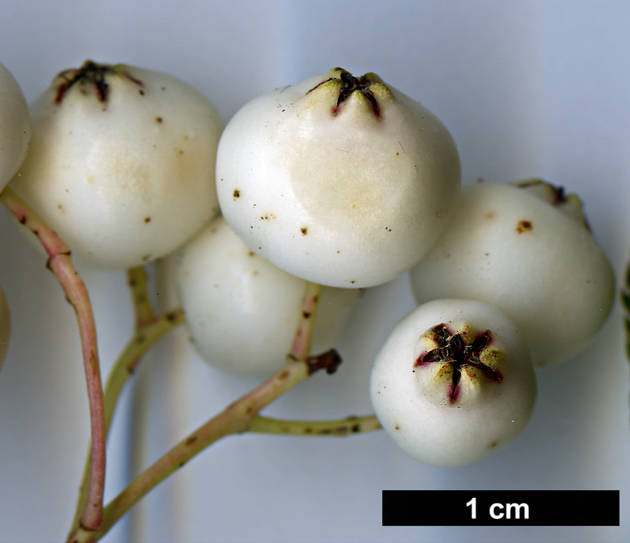 High resolution image: Family: Rosaceae - Genus: Sorbus - Taxon: frutescens