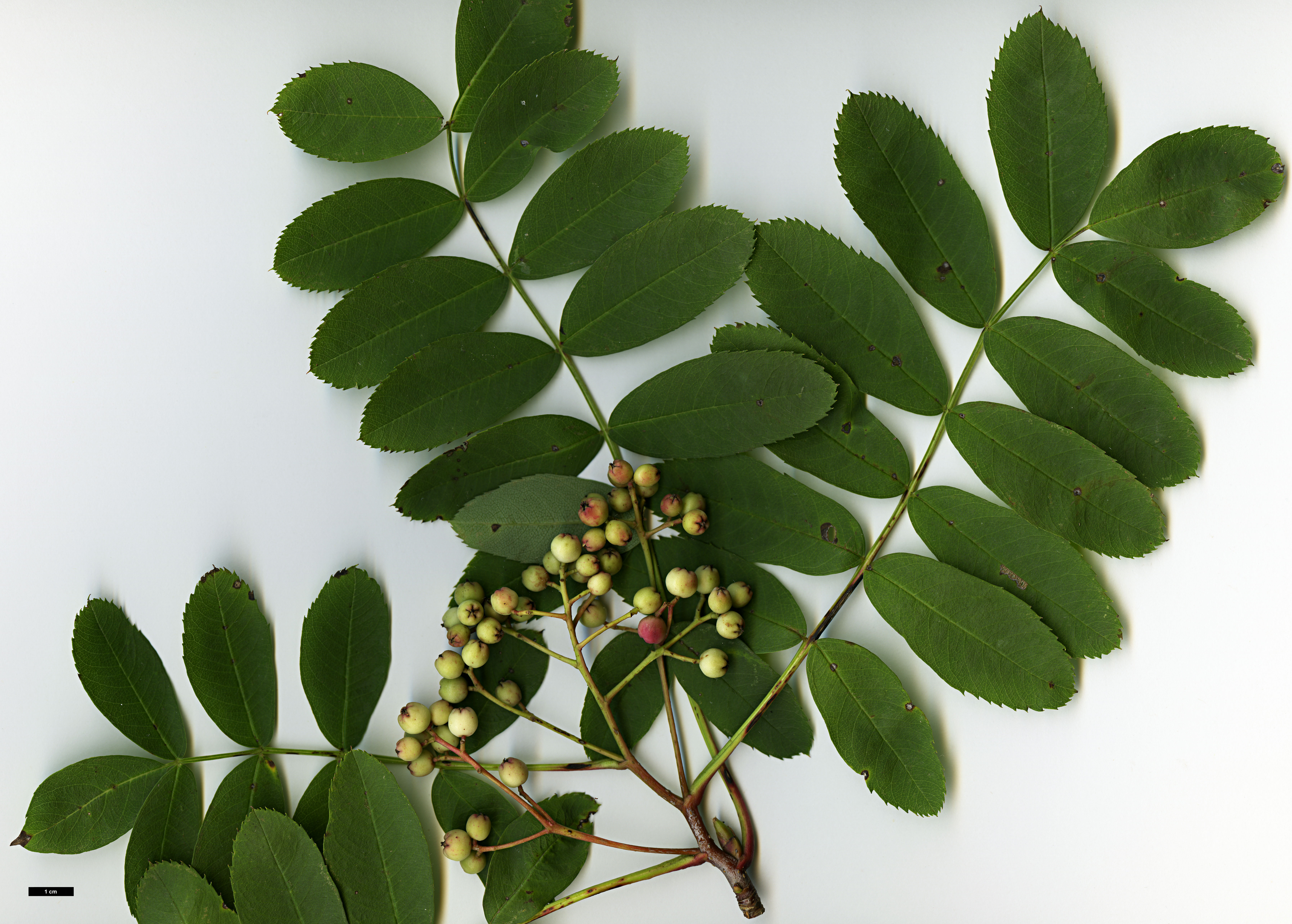 High resolution image: Family: Rosaceae - Genus: Sorbus - Taxon: glabriuscula