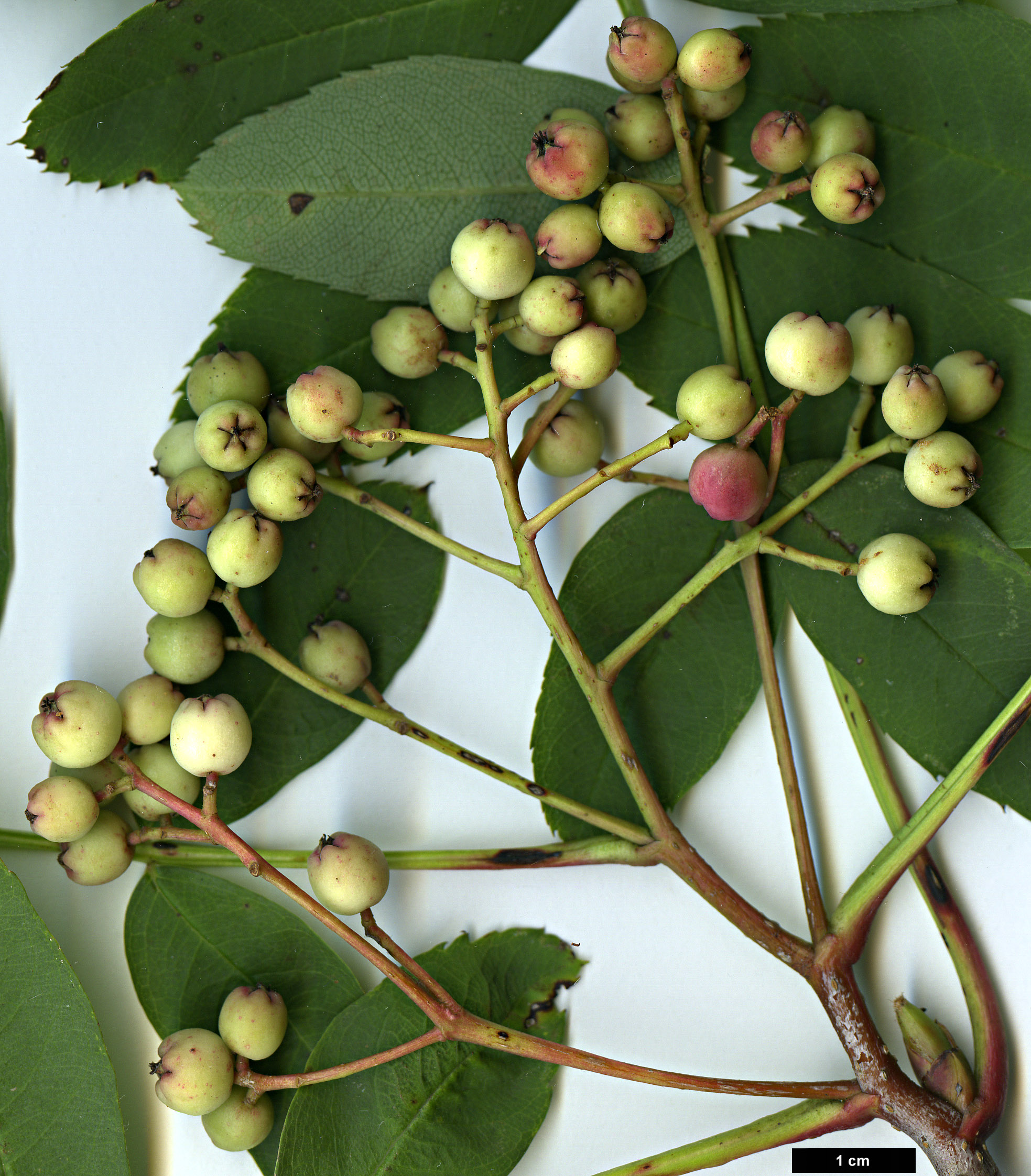 High resolution image: Family: Rosaceae - Genus: Sorbus - Taxon: glabriuscula