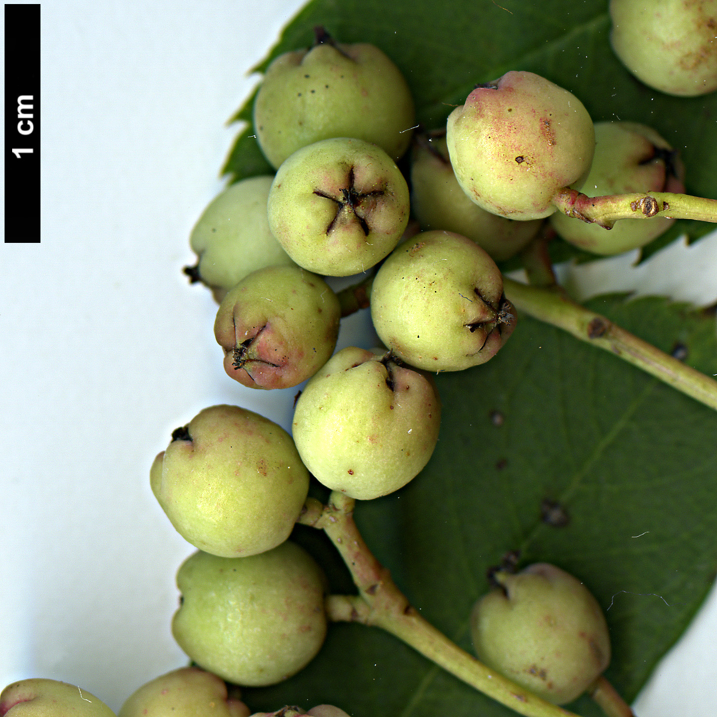 High resolution image: Family: Rosaceae - Genus: Sorbus - Taxon: glabriuscula