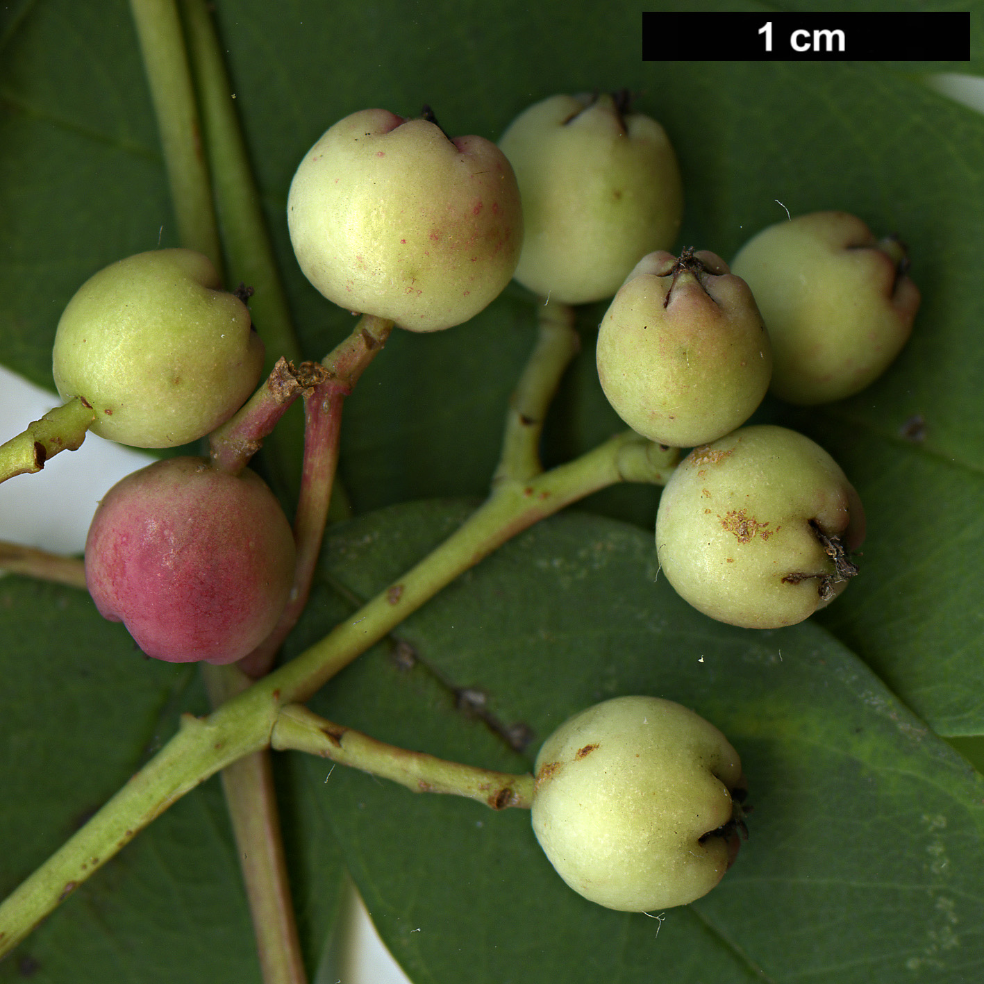 High resolution image: Family: Rosaceae - Genus: Sorbus - Taxon: glabriuscula