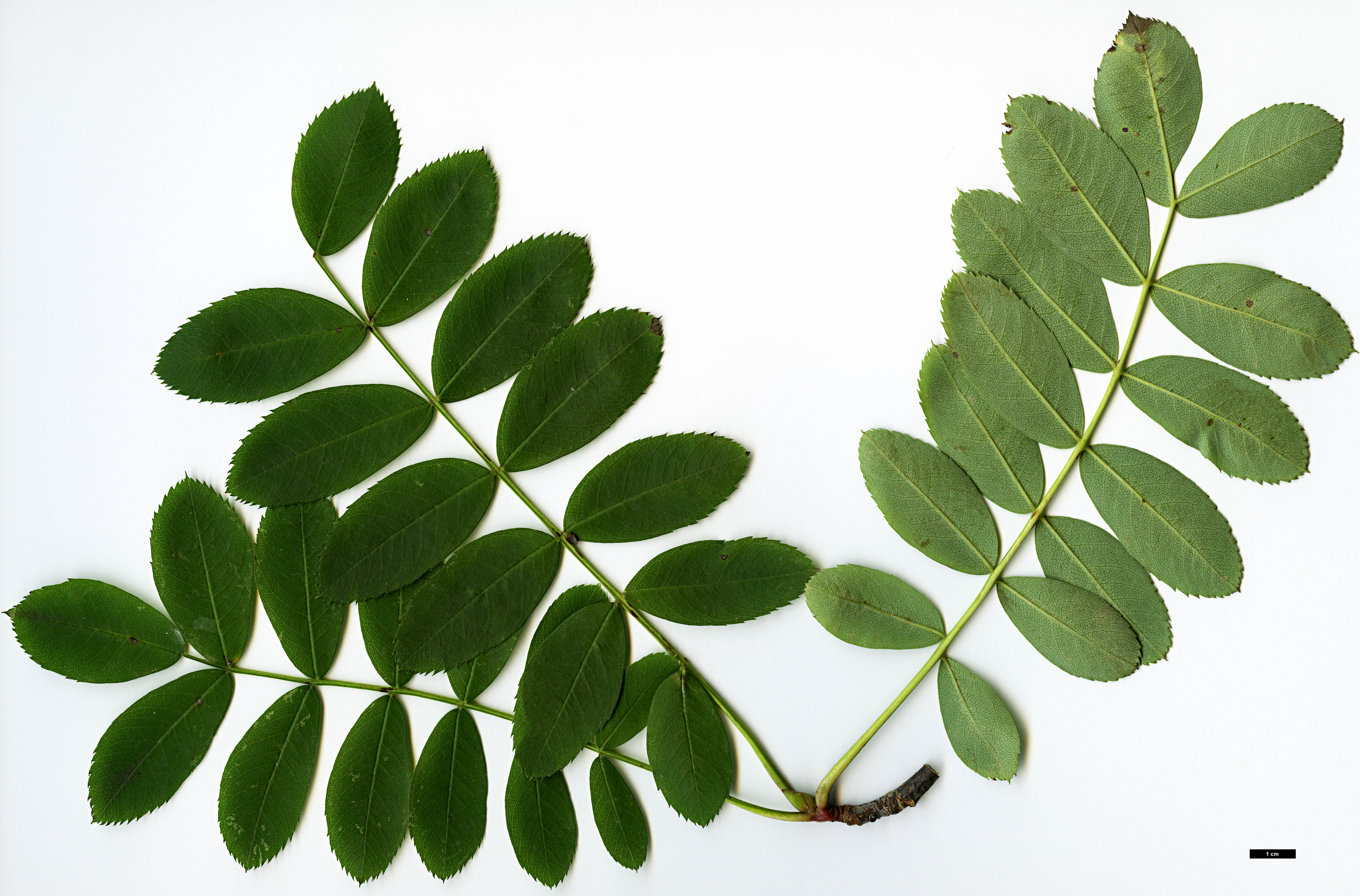 High resolution image: Family: Rosaceae - Genus: Sorbus - Taxon: glabriuscula