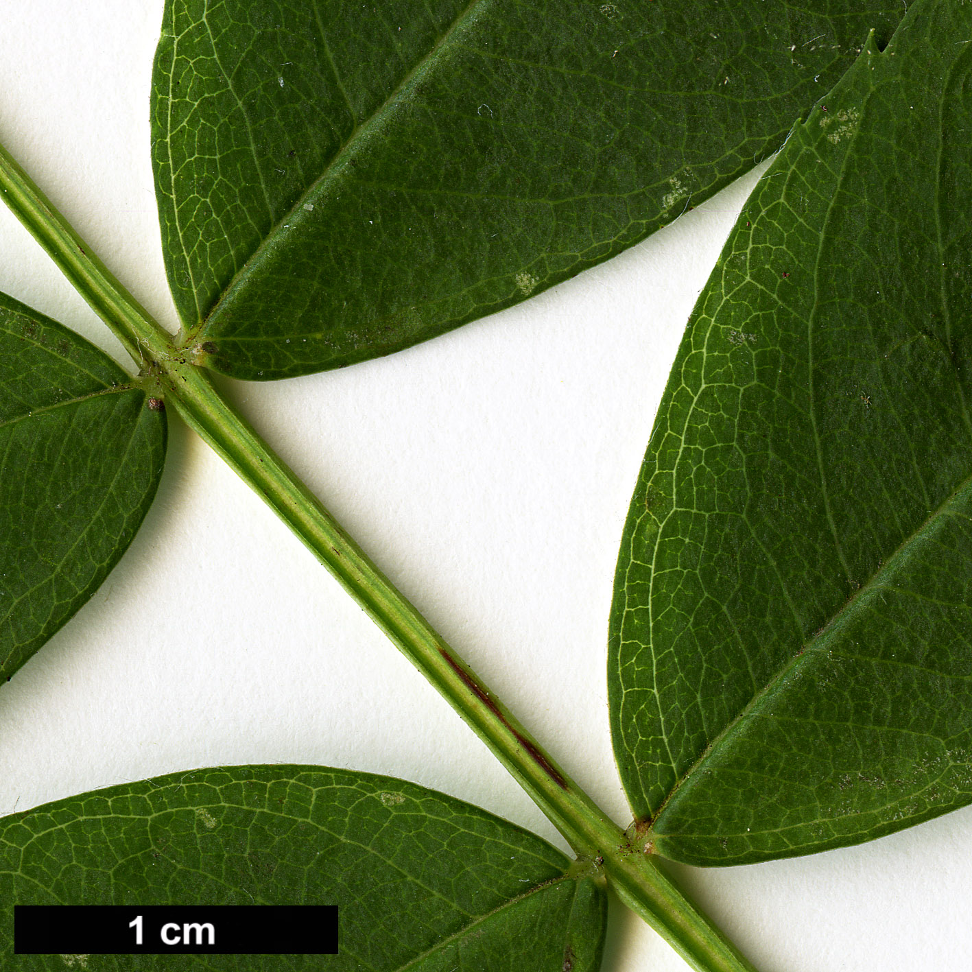 High resolution image: Family: Rosaceae - Genus: Sorbus - Taxon: glabriuscula