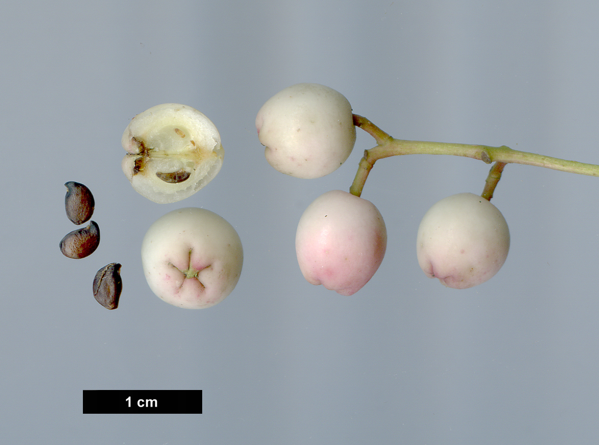 High resolution image: Family: Rosaceae - Genus: Sorbus - Taxon: glabriuscula