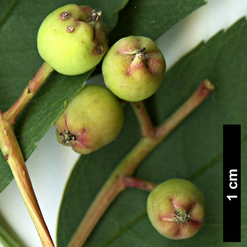 High resolution image: Family: Rosaceae - Genus: Sorbus - Taxon: glabriuscula